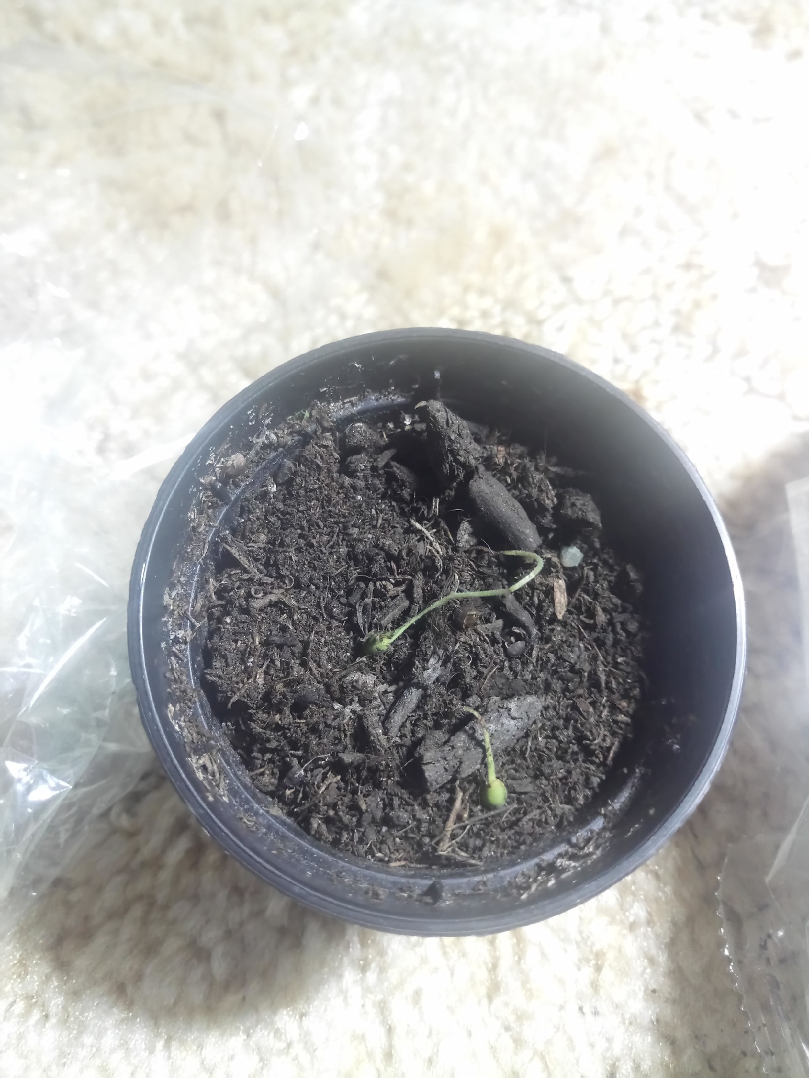 Sage keeps dying r/plantclinic