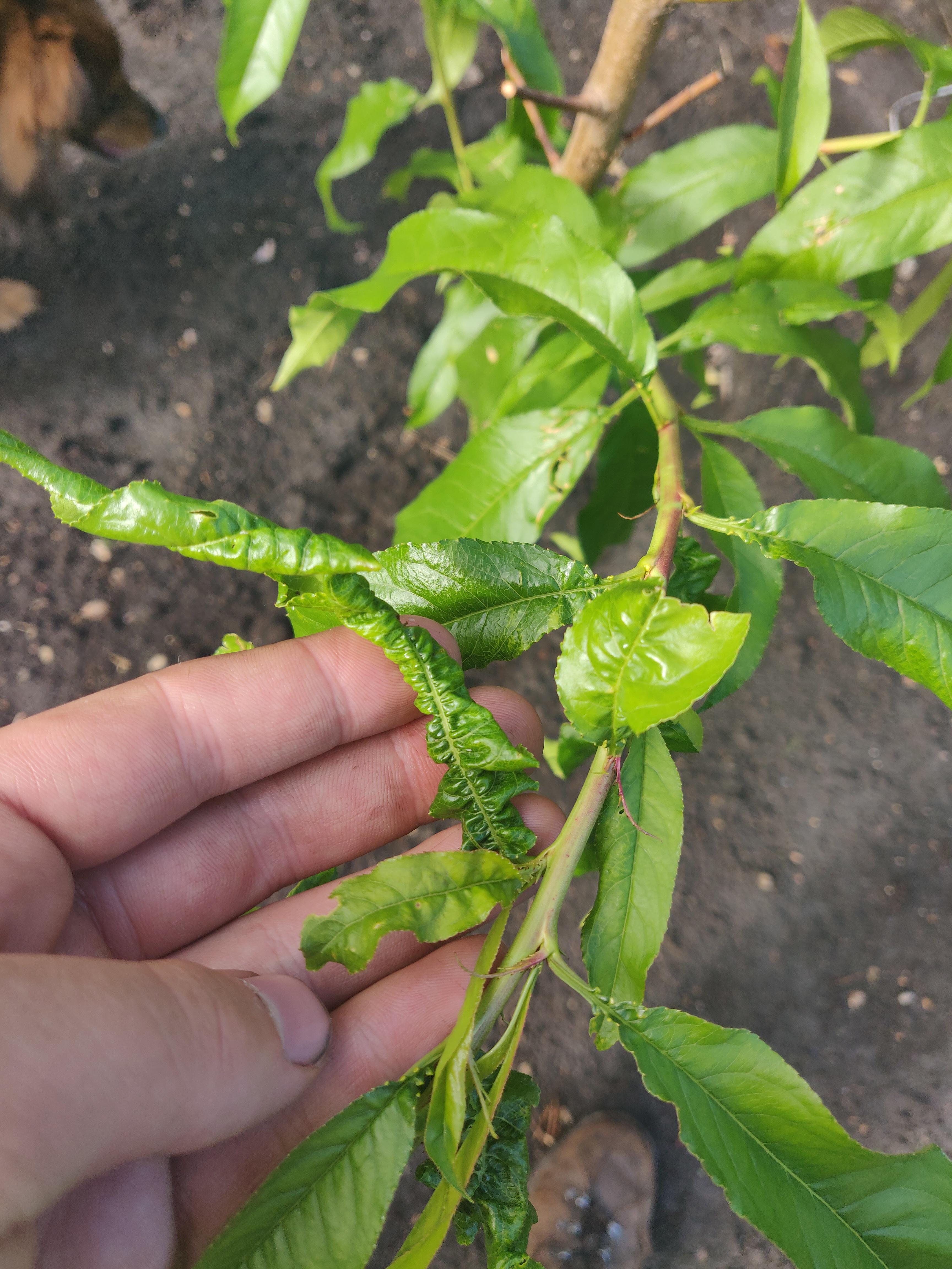 Anyone tell me what's wrong with my nectarine tree? Few leaves like