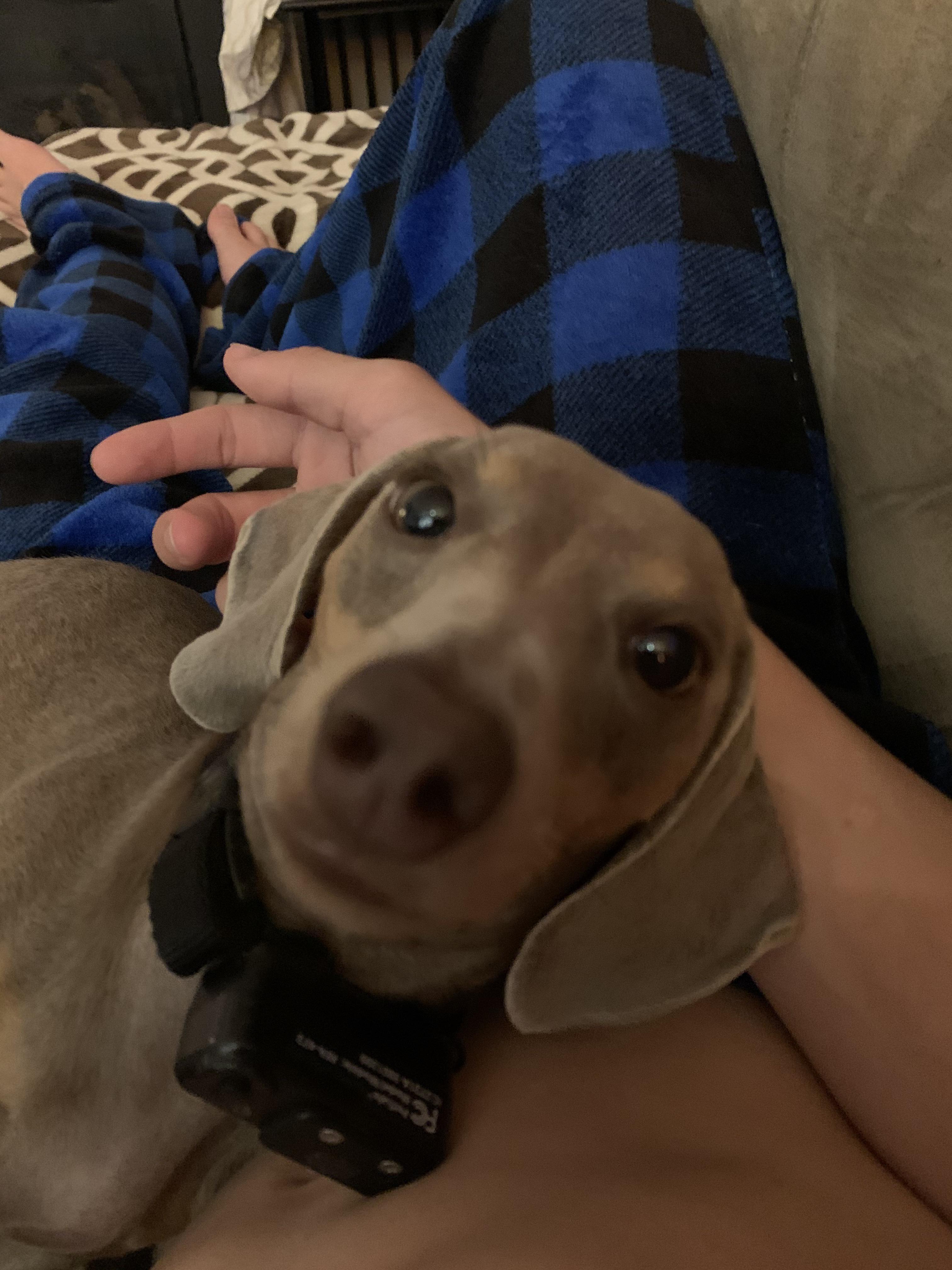 My 1 year old, almost 2 years old miniature Dotson comforting me while