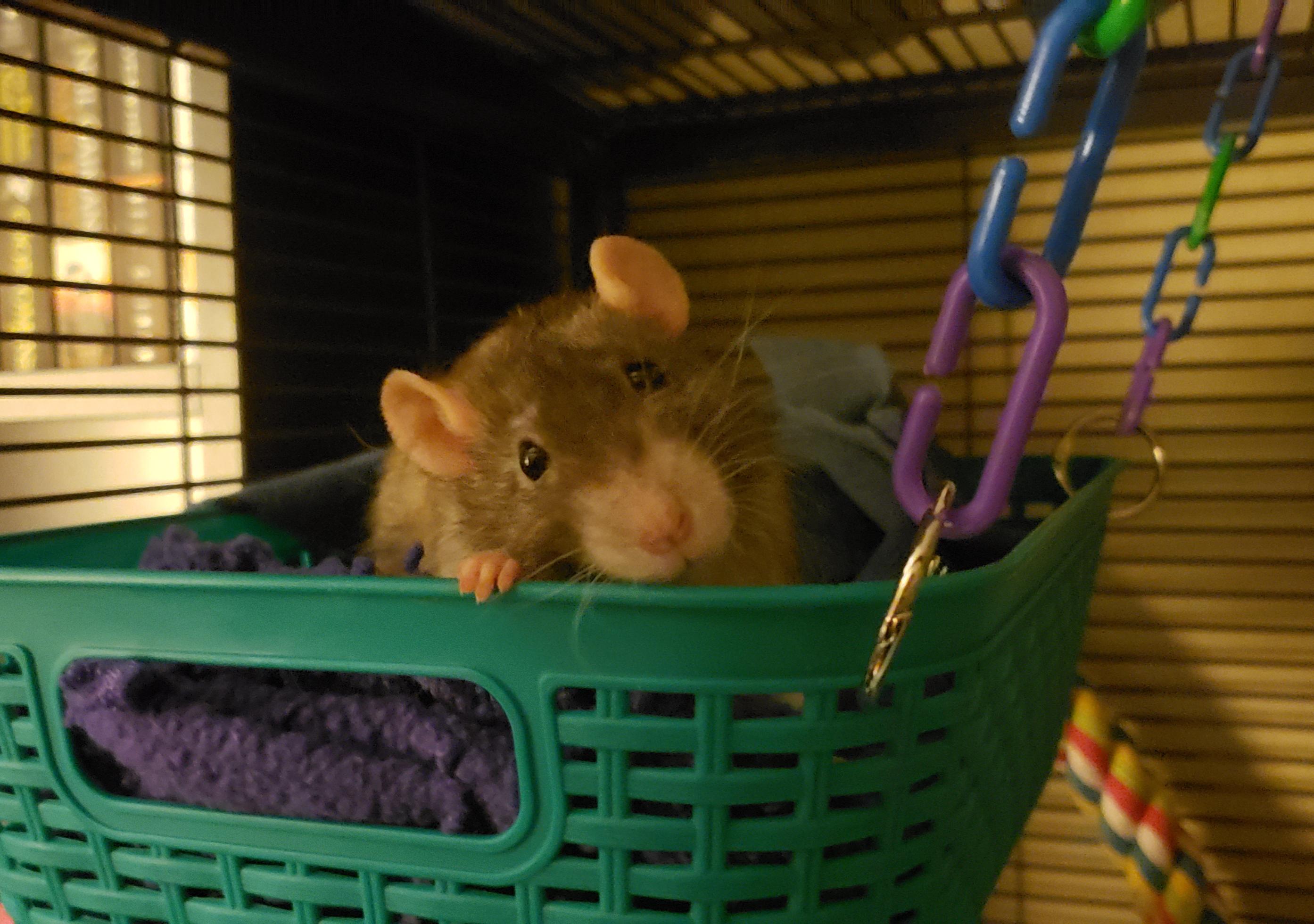 The head tilt only adds to her charm r/RATS
