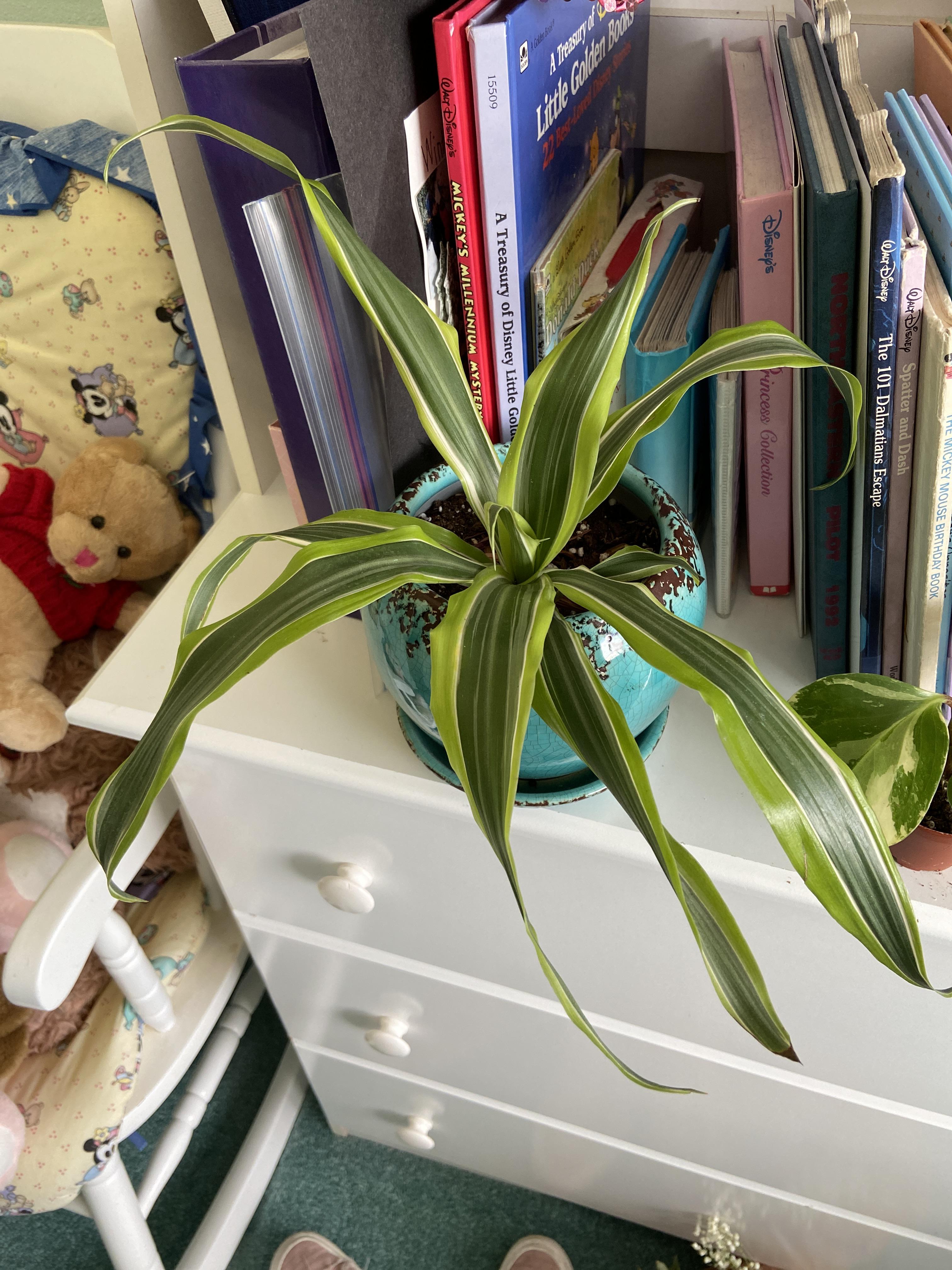 Why are my lemon lime dracaena’s leaves curling like this? Just moved back from college, water