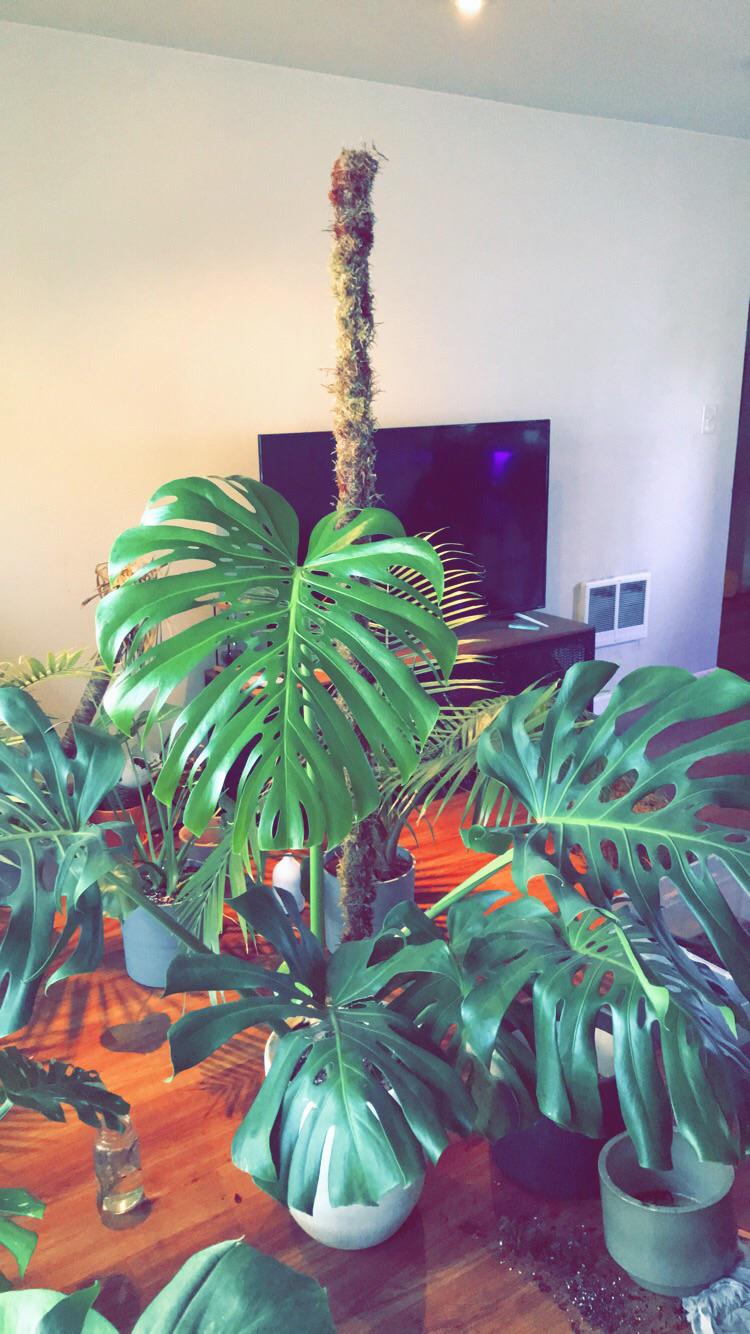 Finally got around to making a 6ft moss pole for my largest monstera