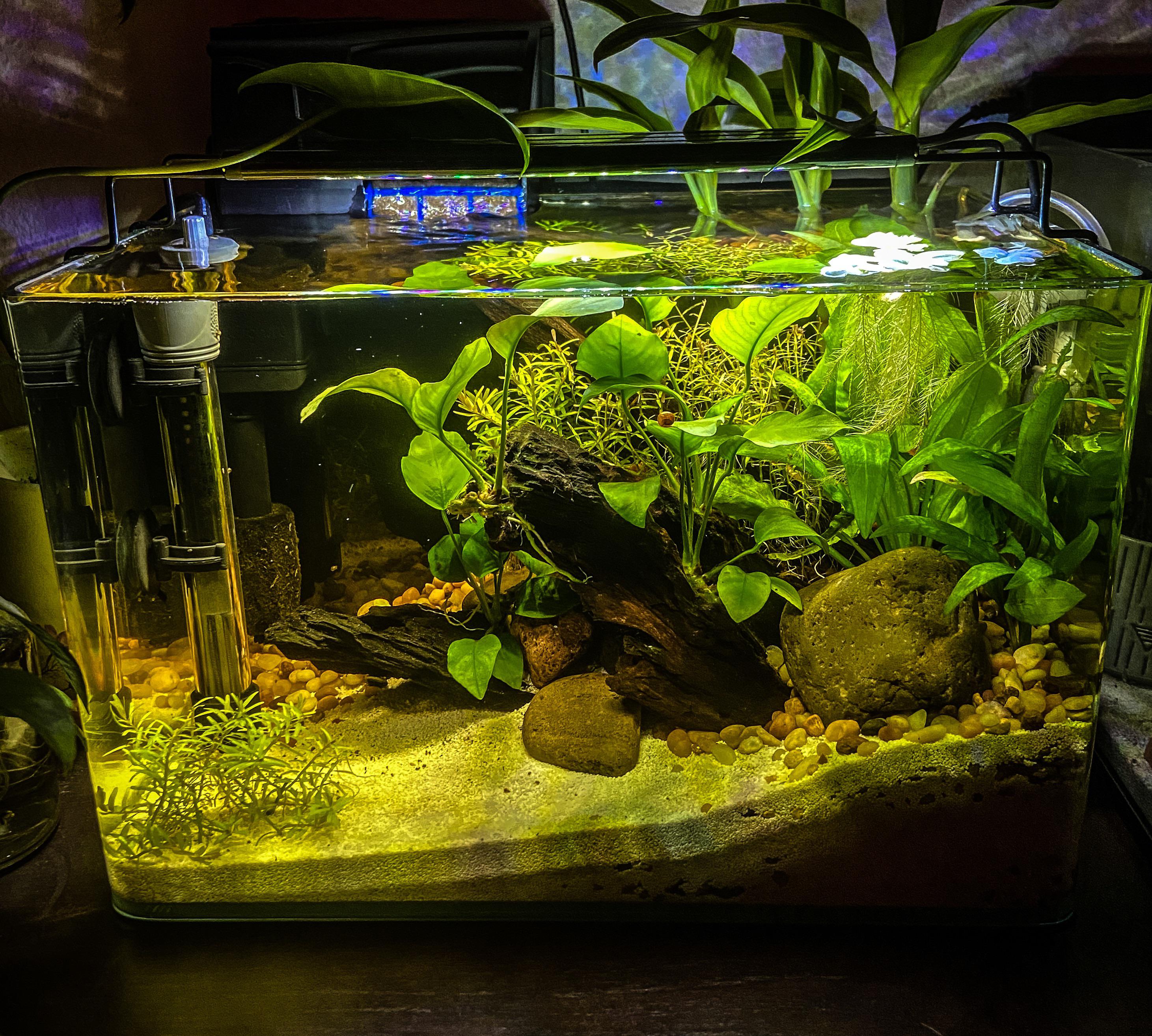 Stocking ideas? For my 5 gallon low tech r/Aquariums