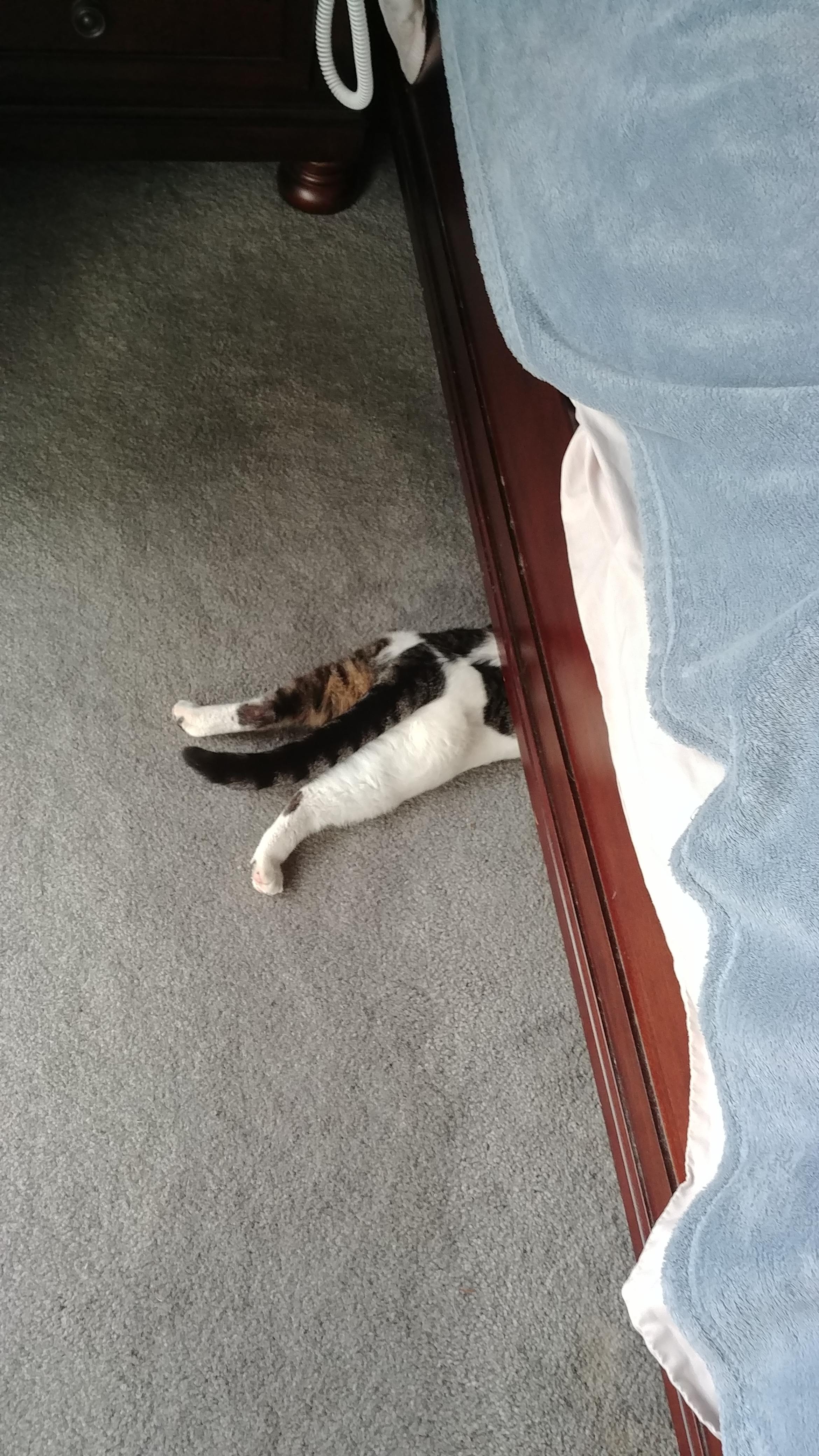 My cat is trying to hide from me so I wont pick her up... r