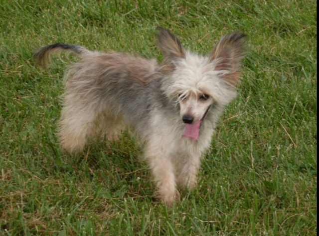 even a chinese crested can be cute when mixed with a