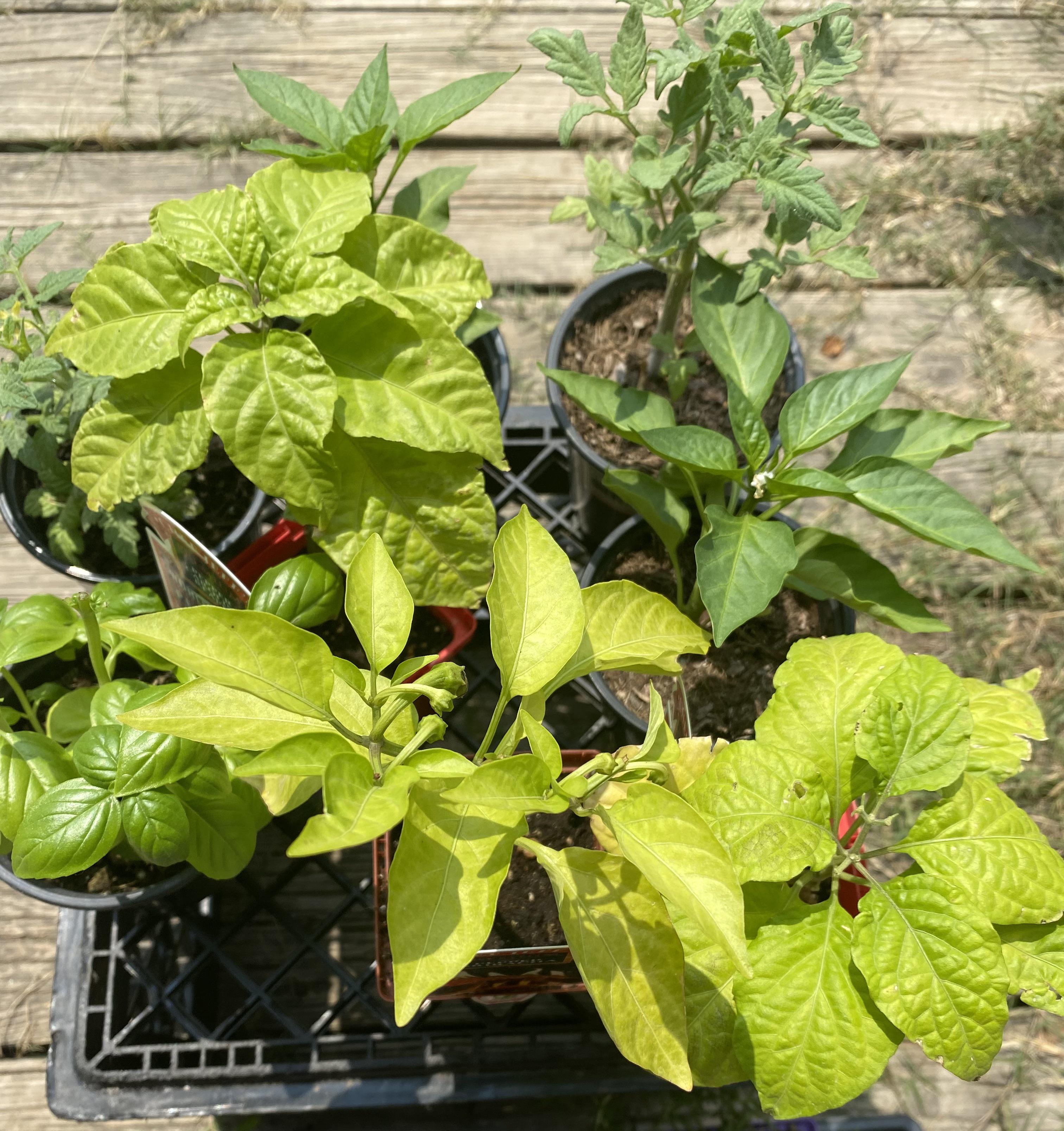 Are my peppers getting too much sun? r/vegetablegardening