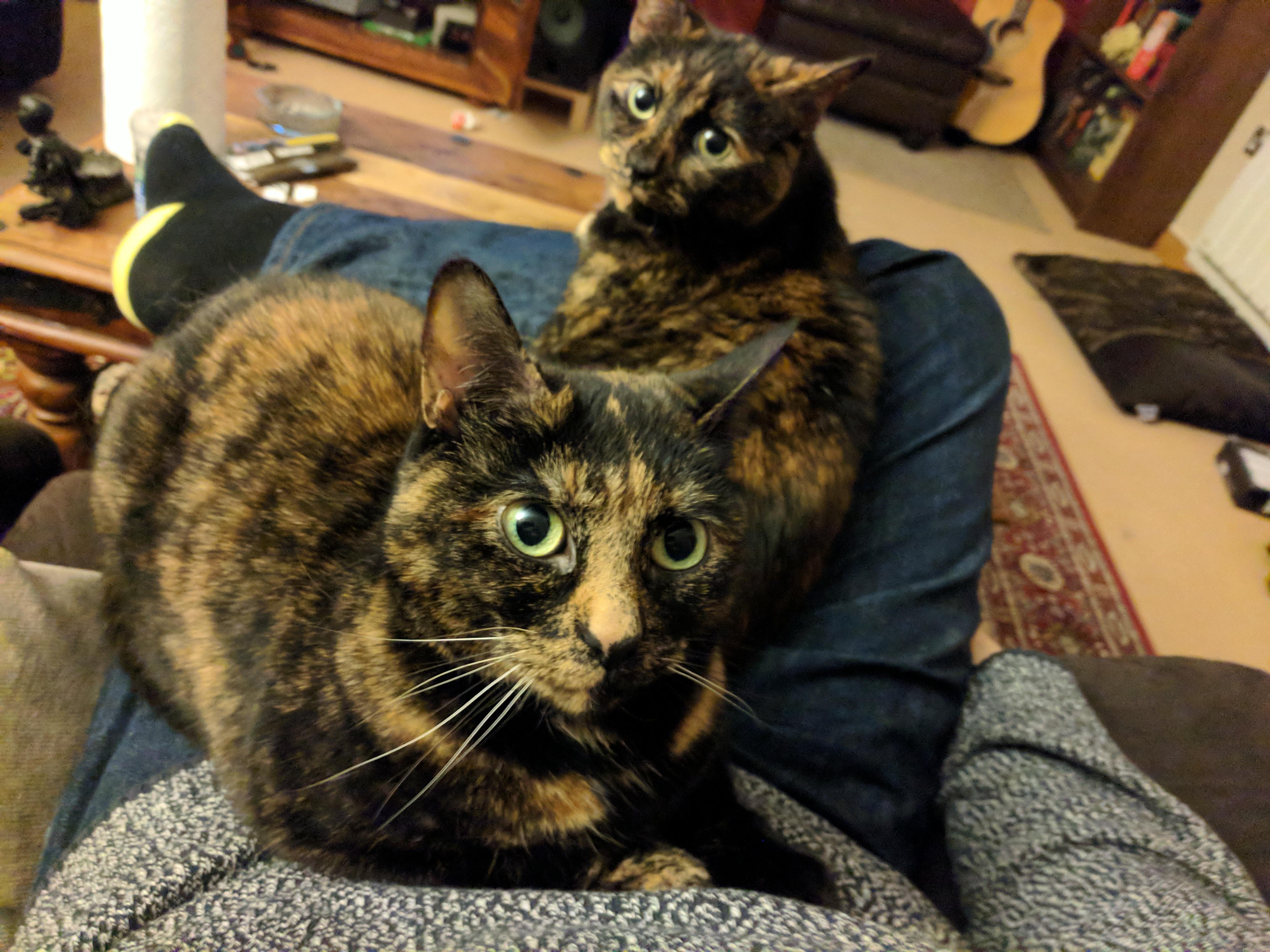 I like to pretend they like me. r/cats