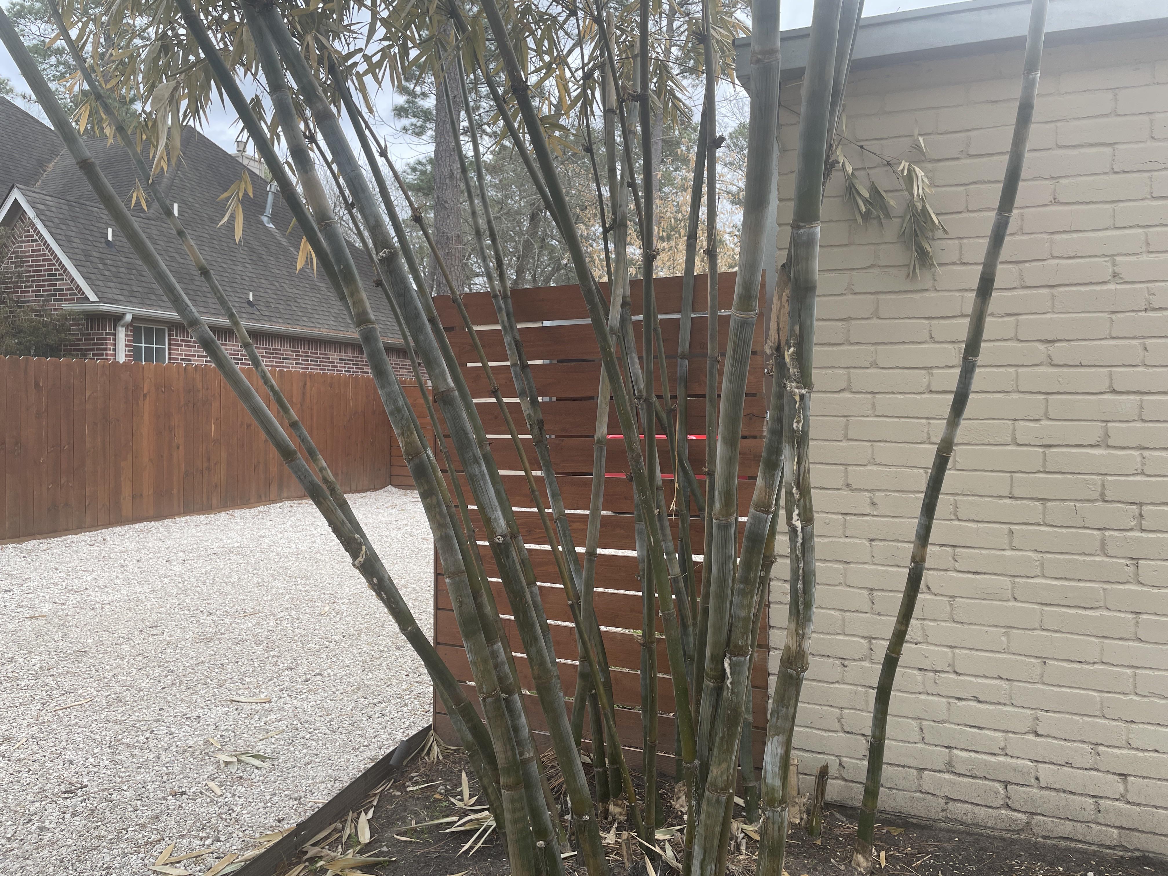 Help Bamboo dying After Houston Freeze r/plantclinic