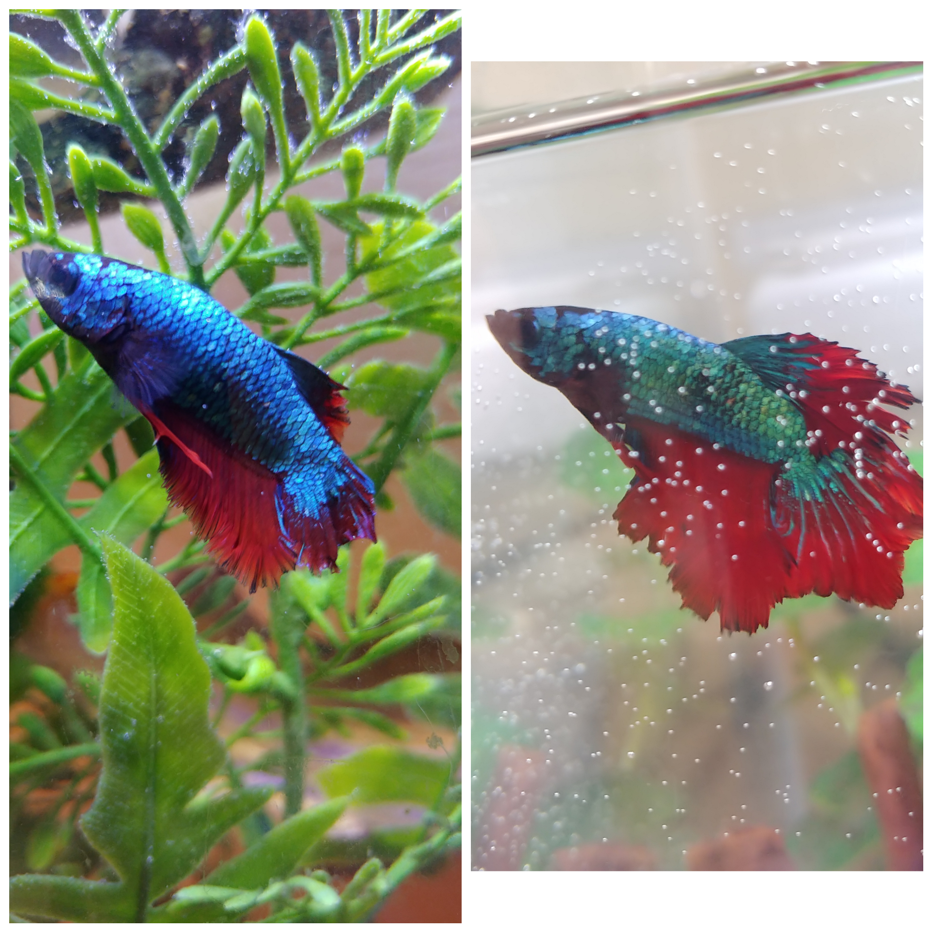 Before and after of fin rot recovery. Any tips to get him 100? r