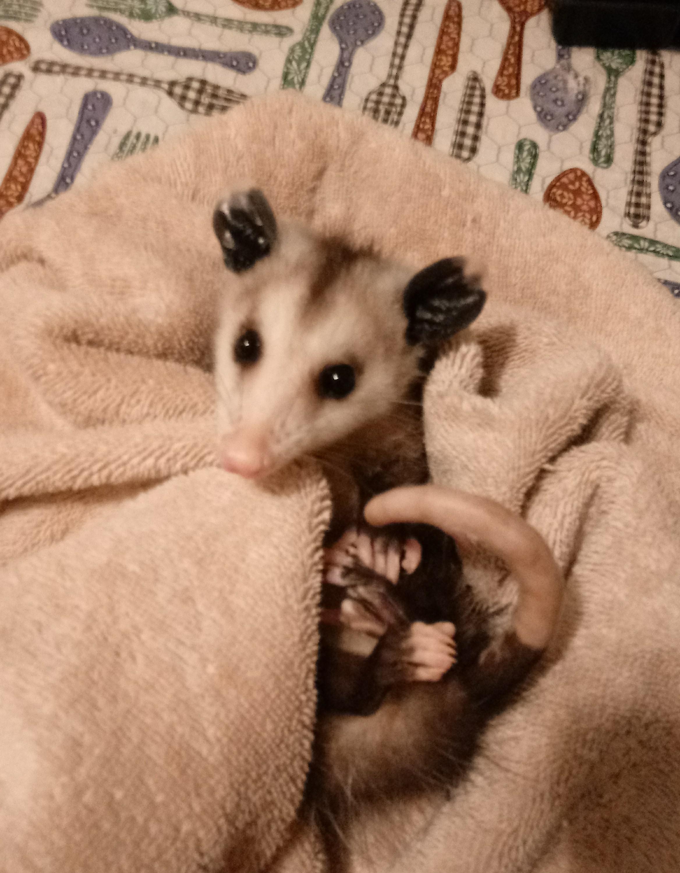 Well, well, well... Look what the cat(food) dragged in... r/Opossums