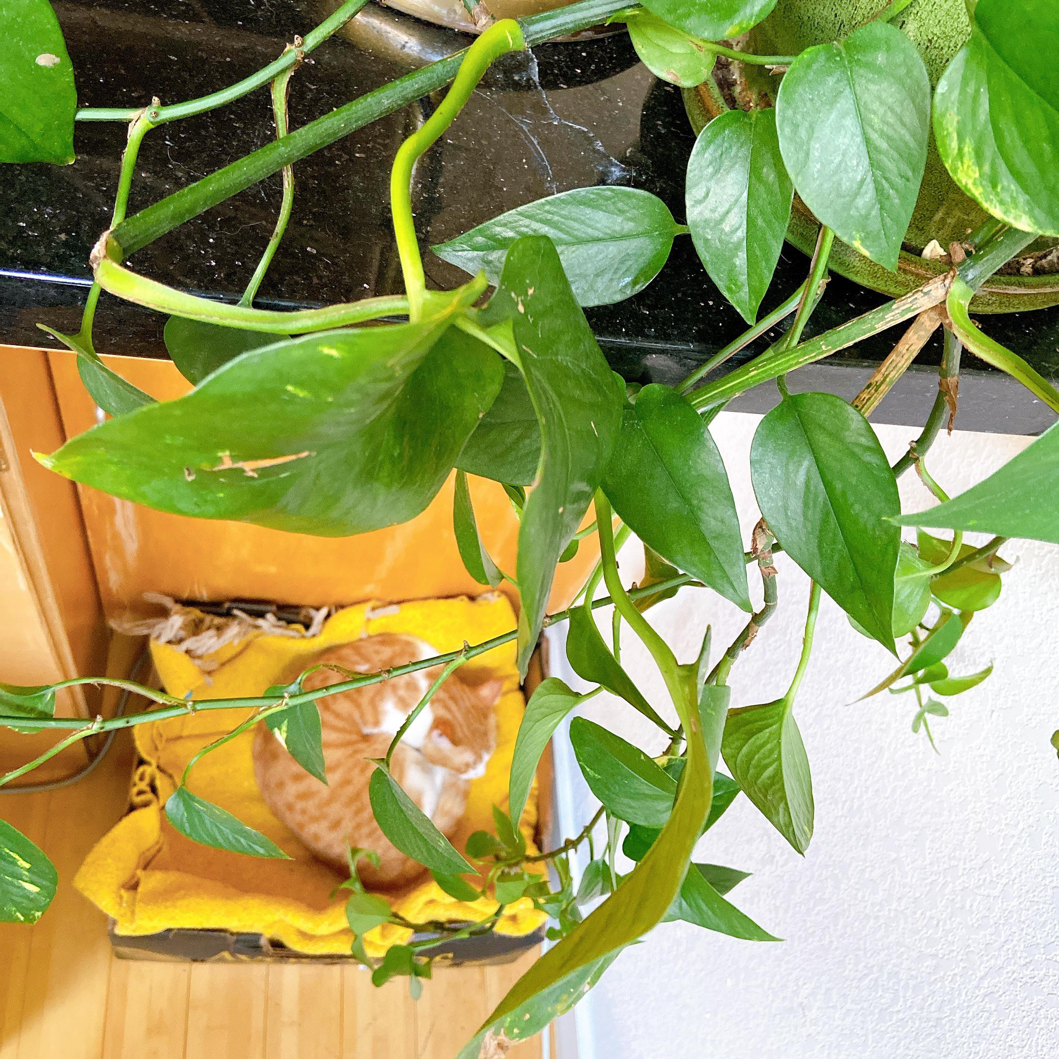 Are you all okay with cats in my pothos pic? r/pothos