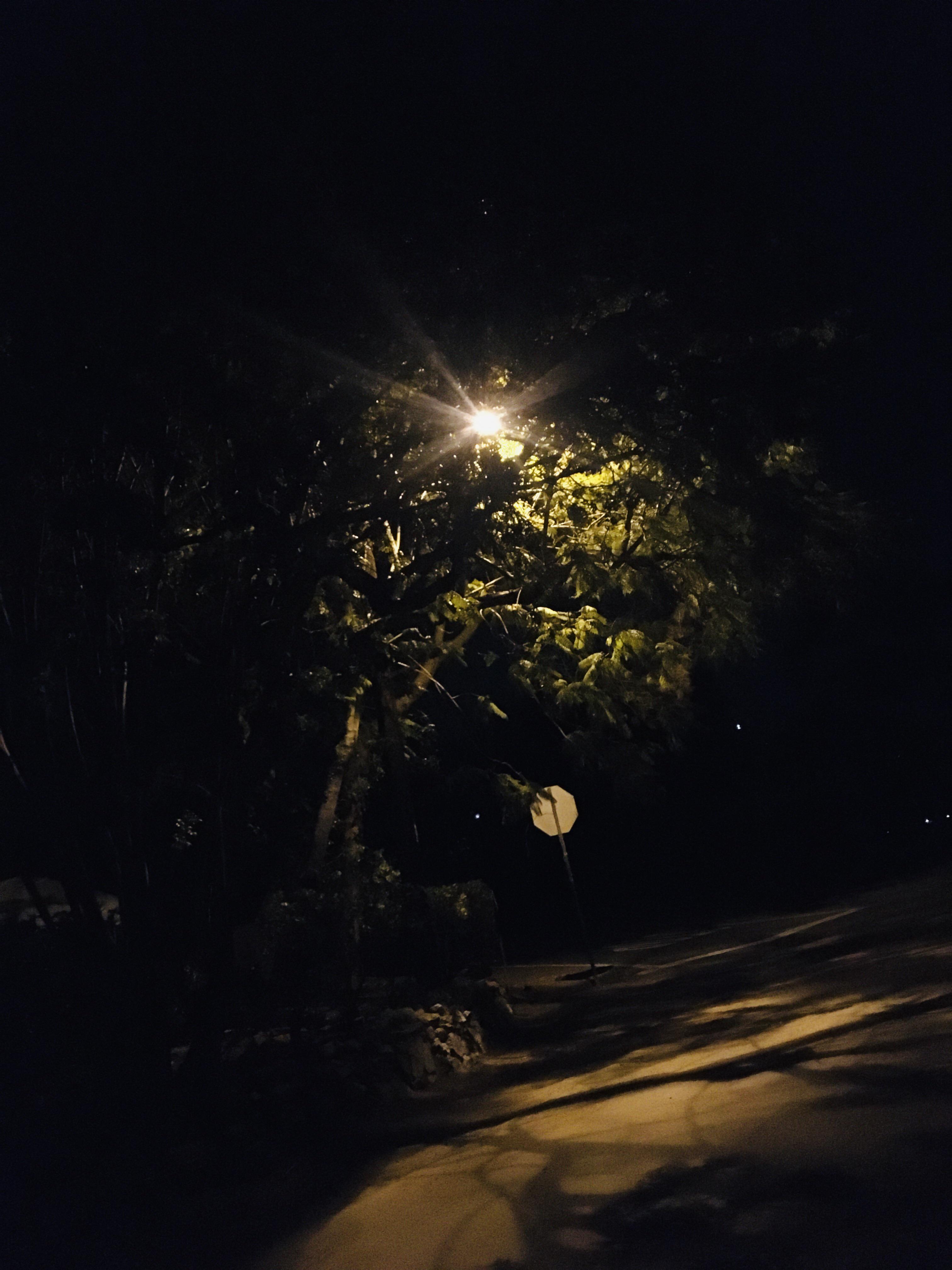 Street lamp over my favorite night walk tree. r/nightaesthetic