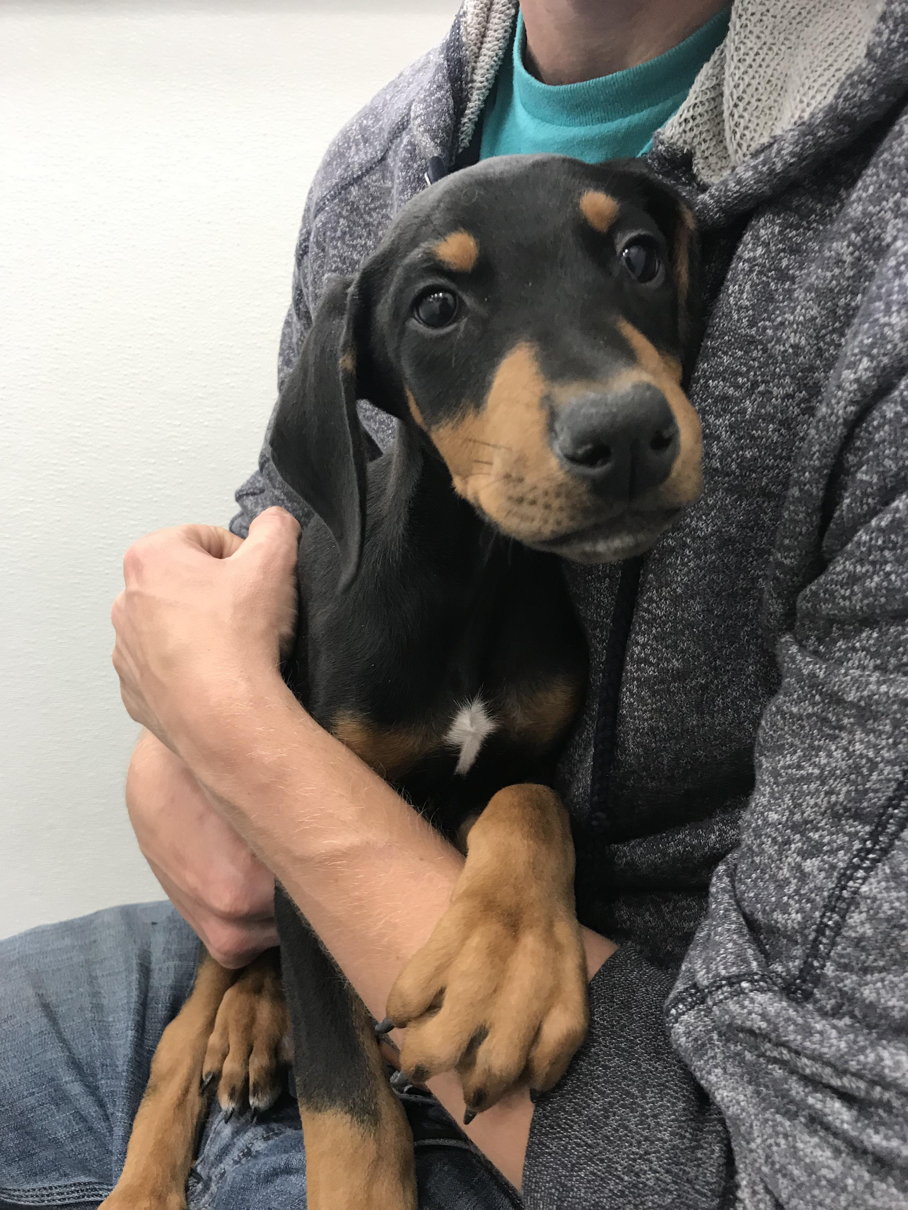 What’s the white patch on this puppy’s chest? r/DobermanPinscher
