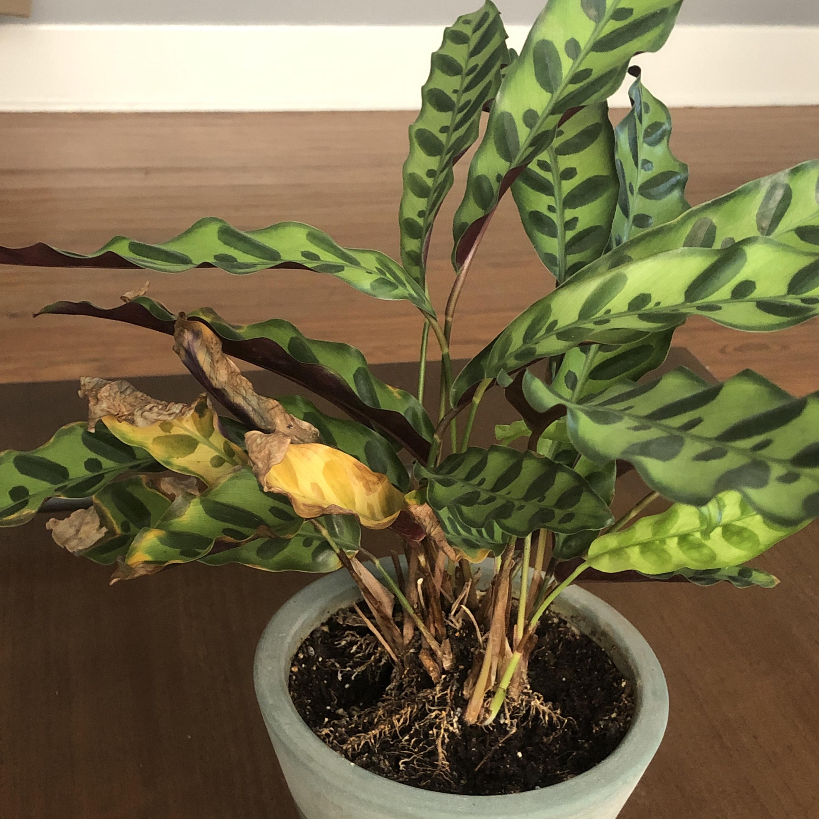 Can someone help my Rattlesnake Plant? r/plantclinic