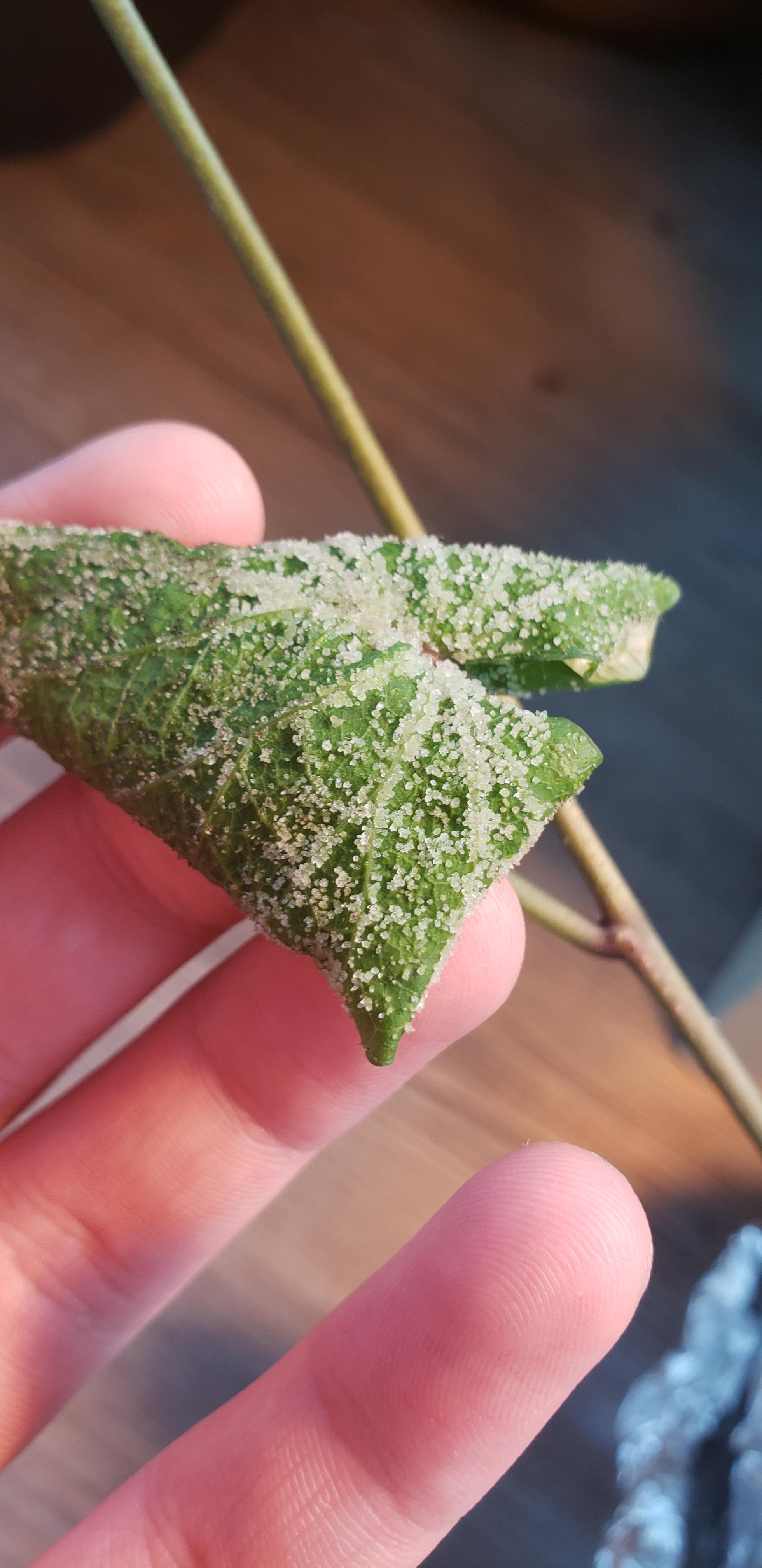 What are these bumps on my sweet potato plant? r/plantclinic