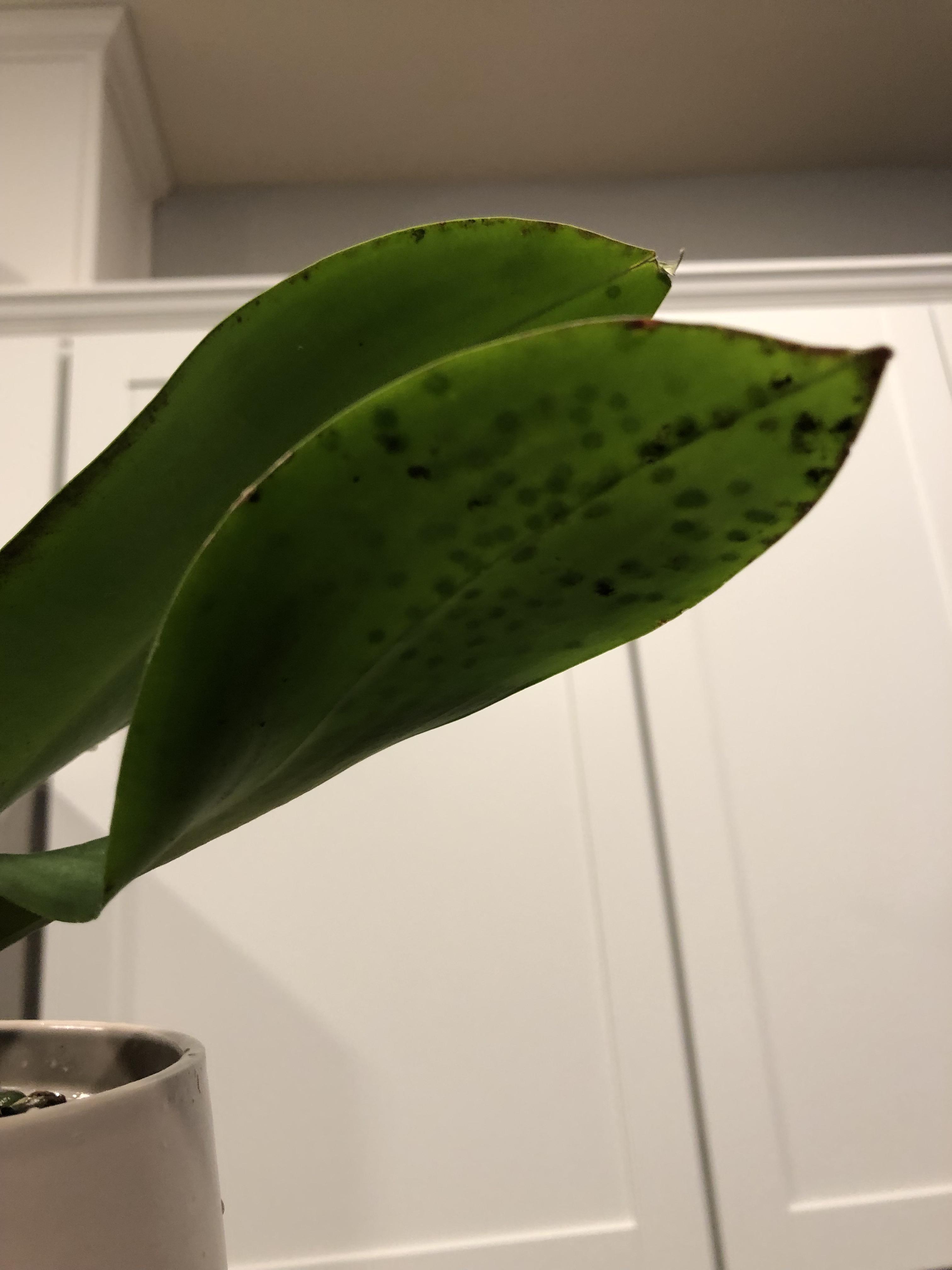 Help! New to orchids and I found these weird black spots today. Most of
