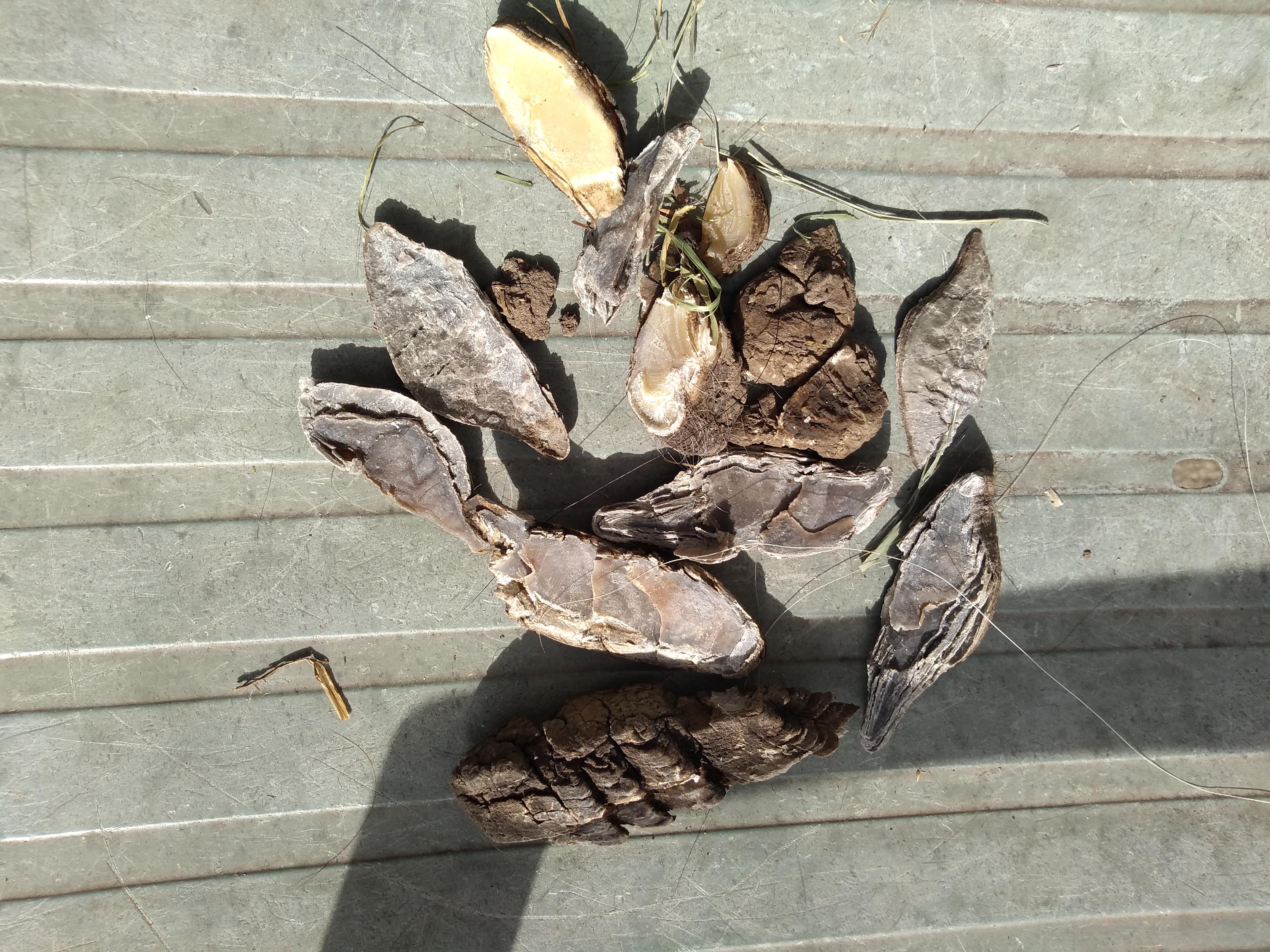 Horse Chestnuts On Legs