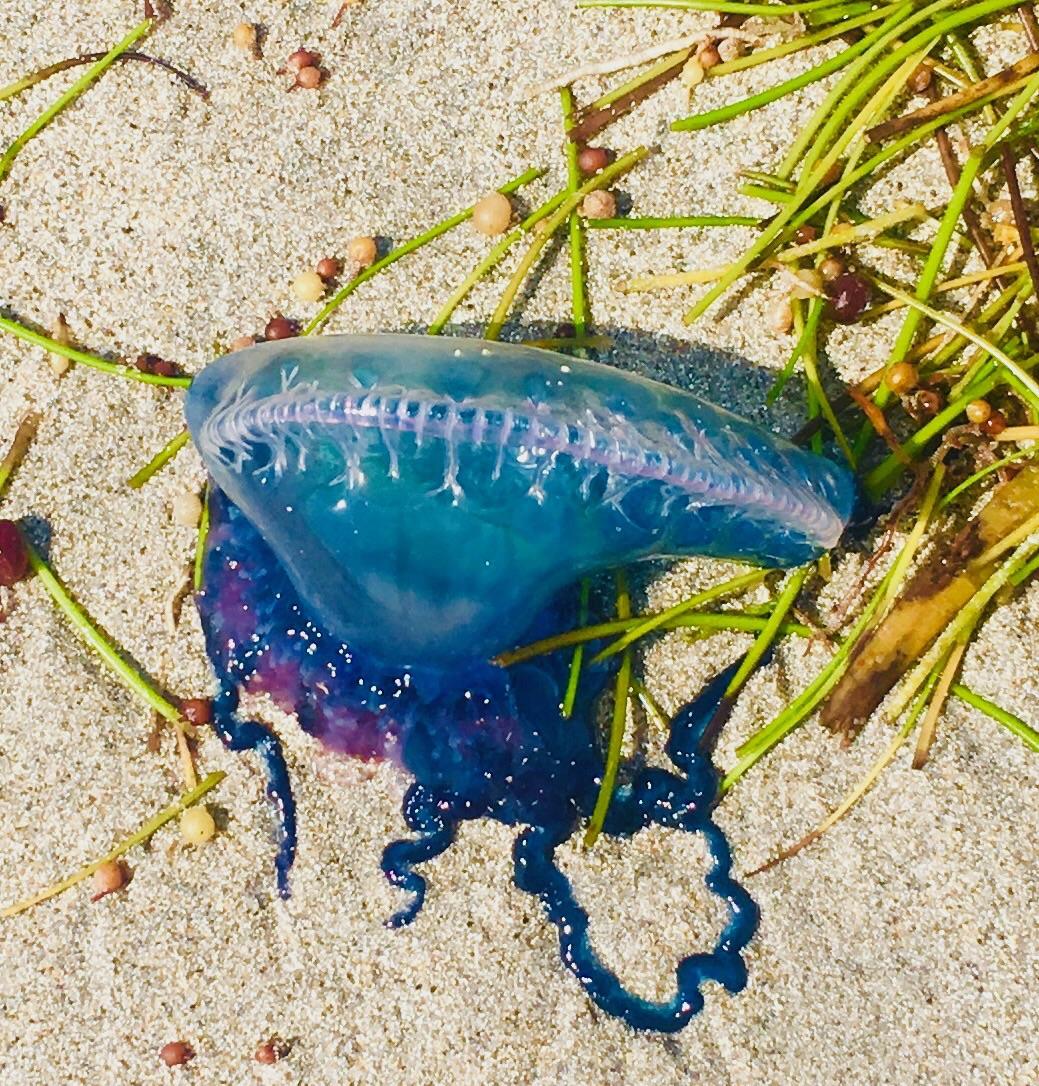 Jelly fish found on the beach r/whatisthisthing
