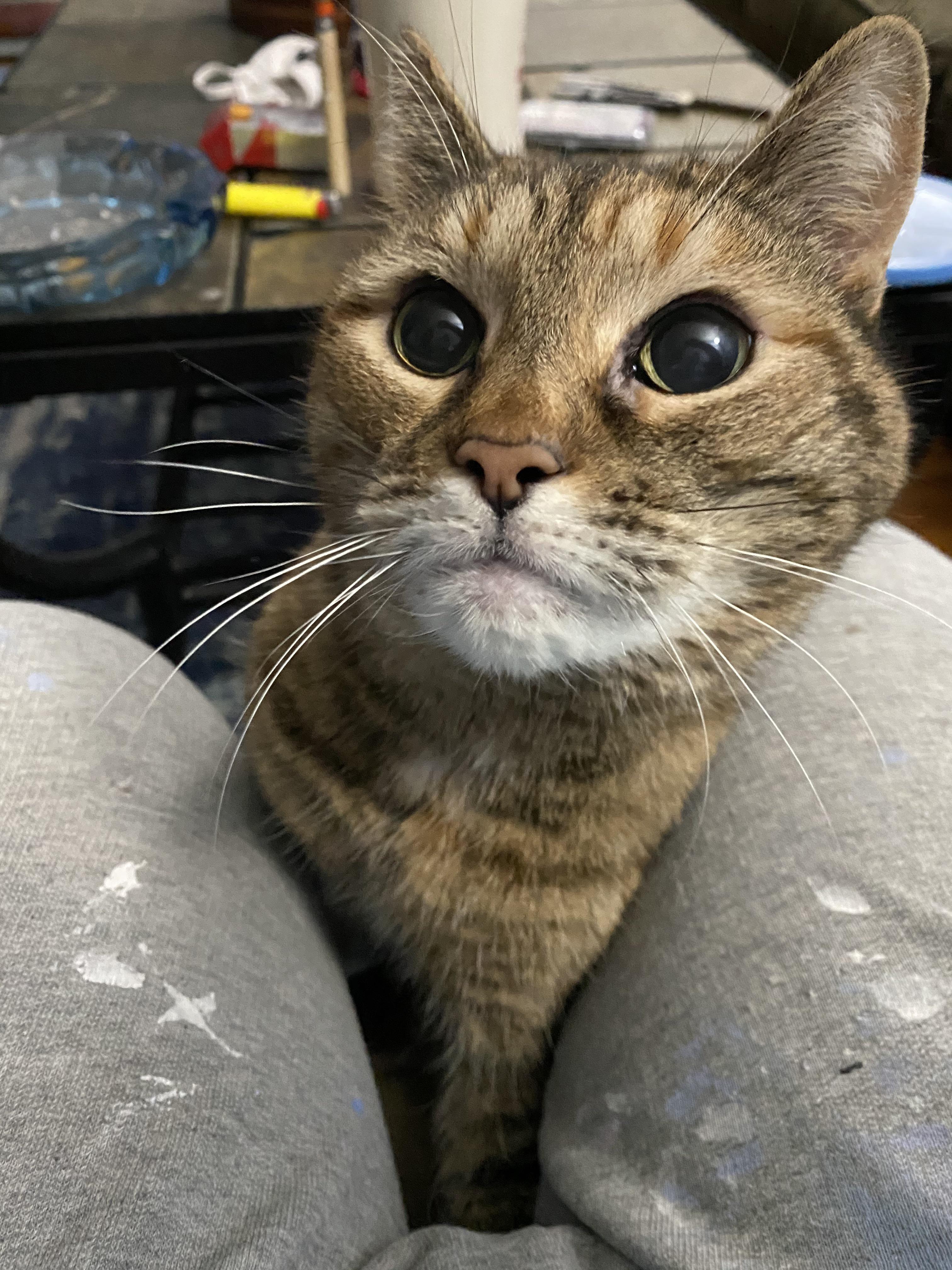 Small Fry asking for attention while I was browsing Reddit. If you pet her long enough she will