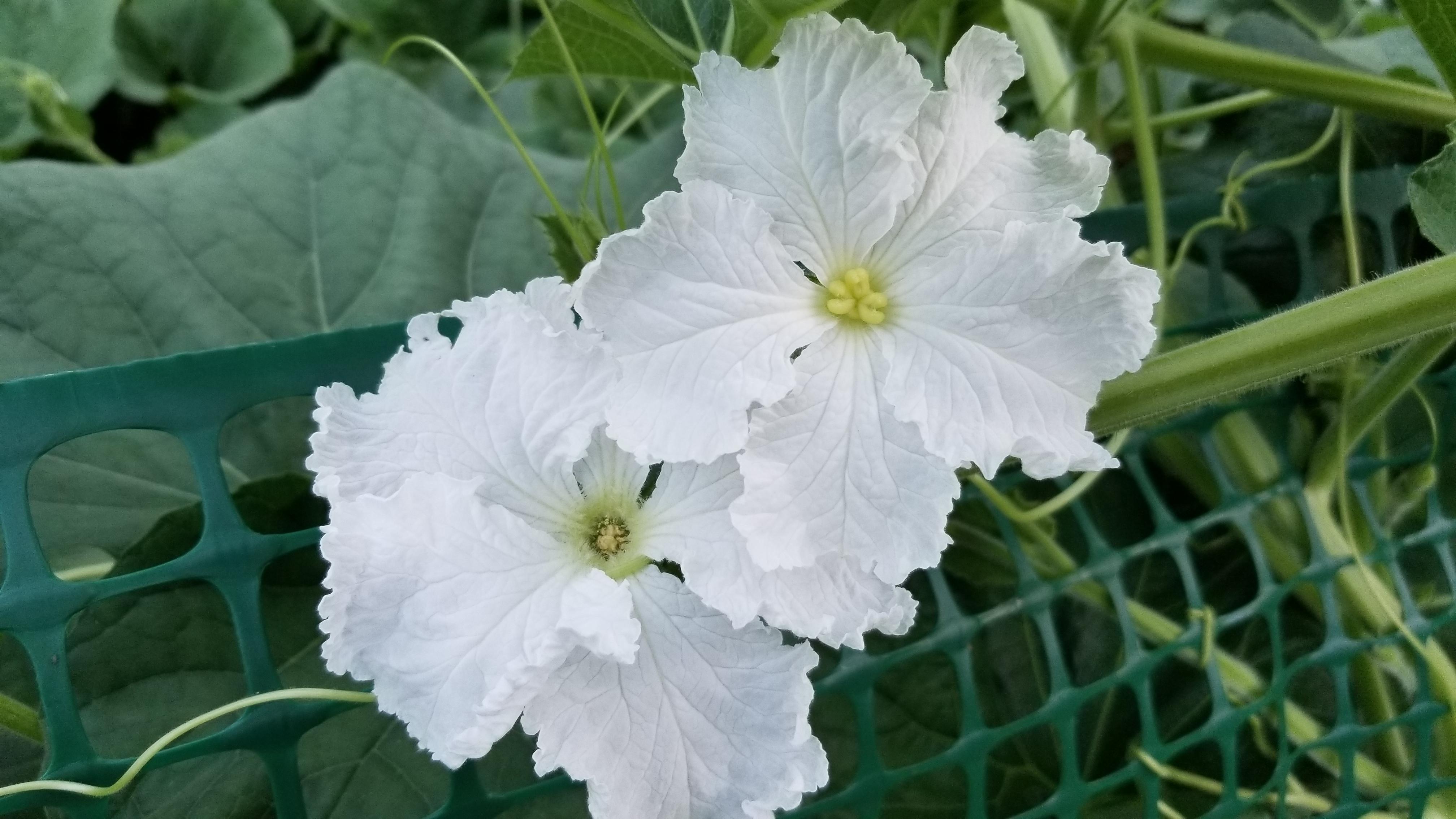 Male and female flowers from my bottle gourd plant (Lagenaria siceraria