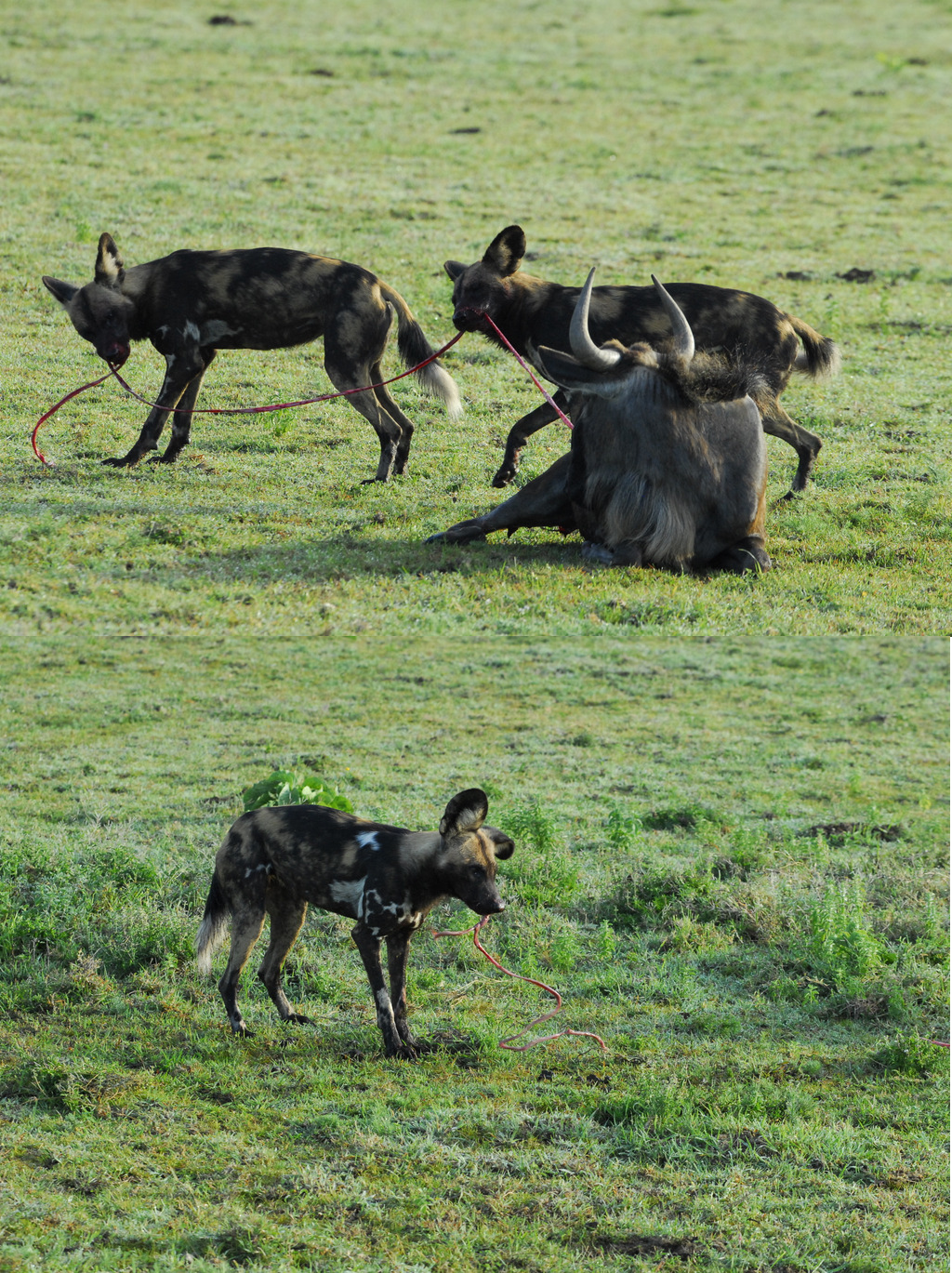 Wild Dogs Eating Prey Alive