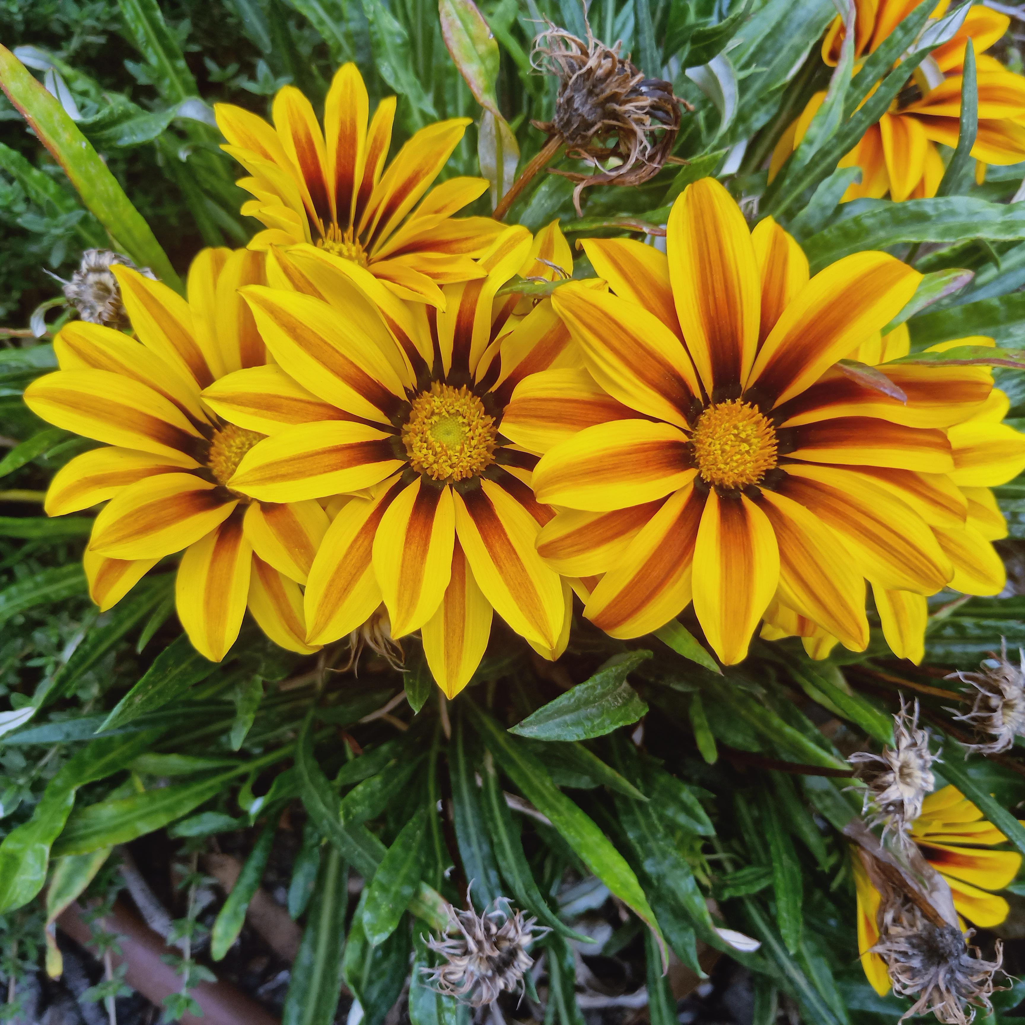 What is this flower? Found in Melbourne Australia r/whatsthisplant