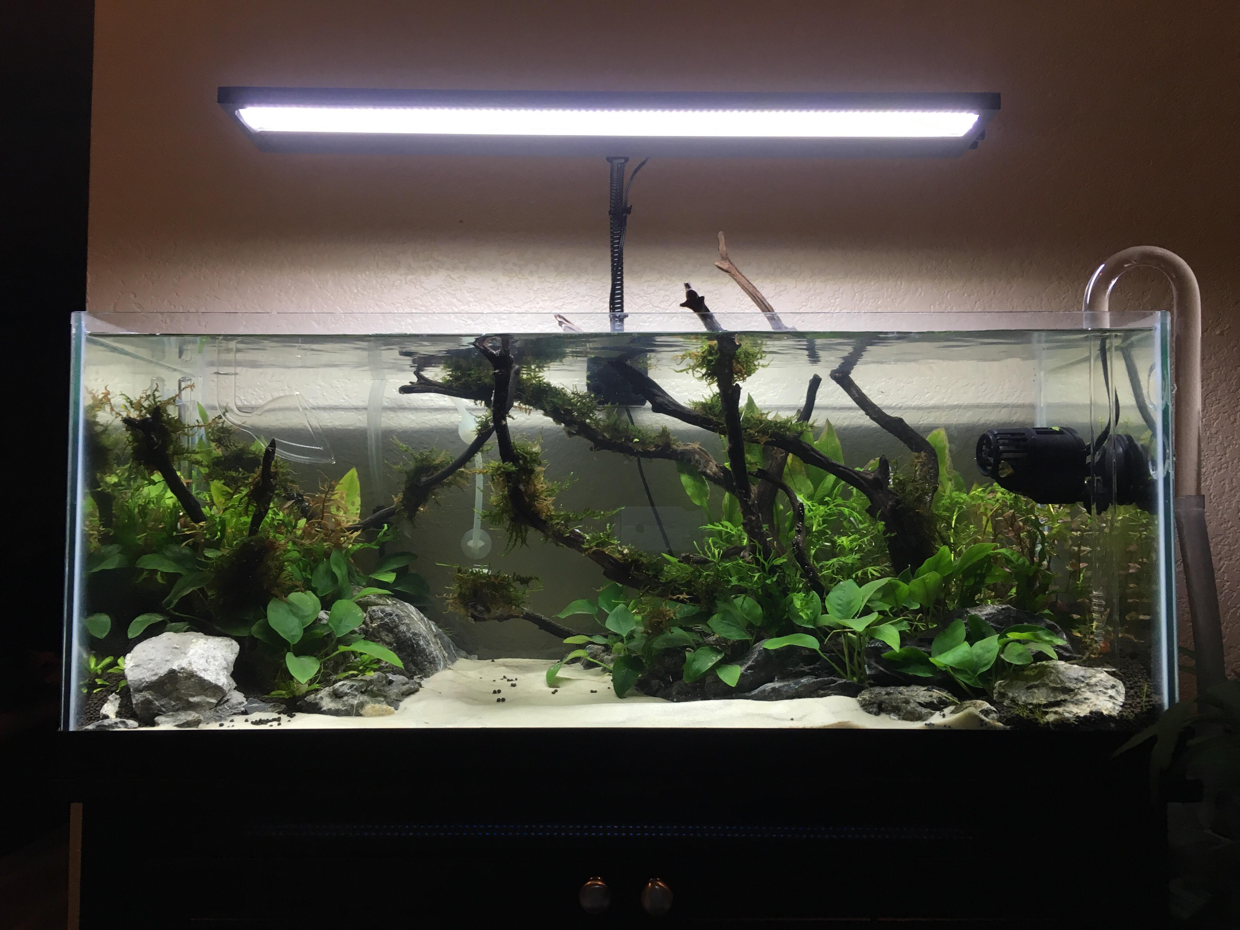 My planted 20 gallon long! r/Aquariums