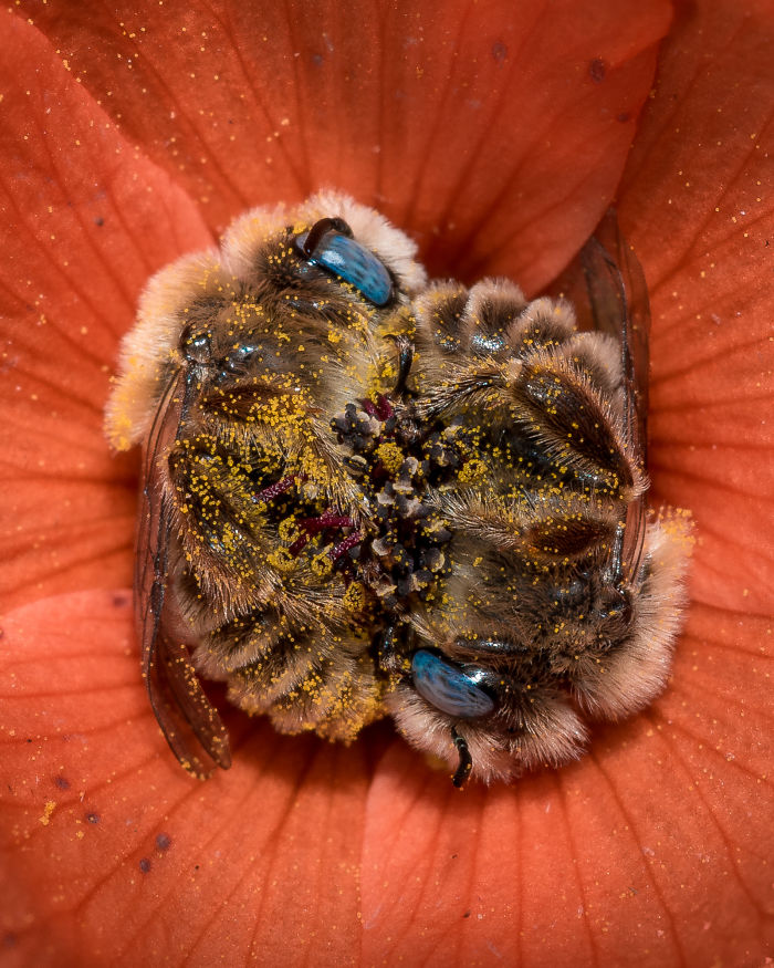 Male bees sleep in flowers too, depending on the species. Some of these