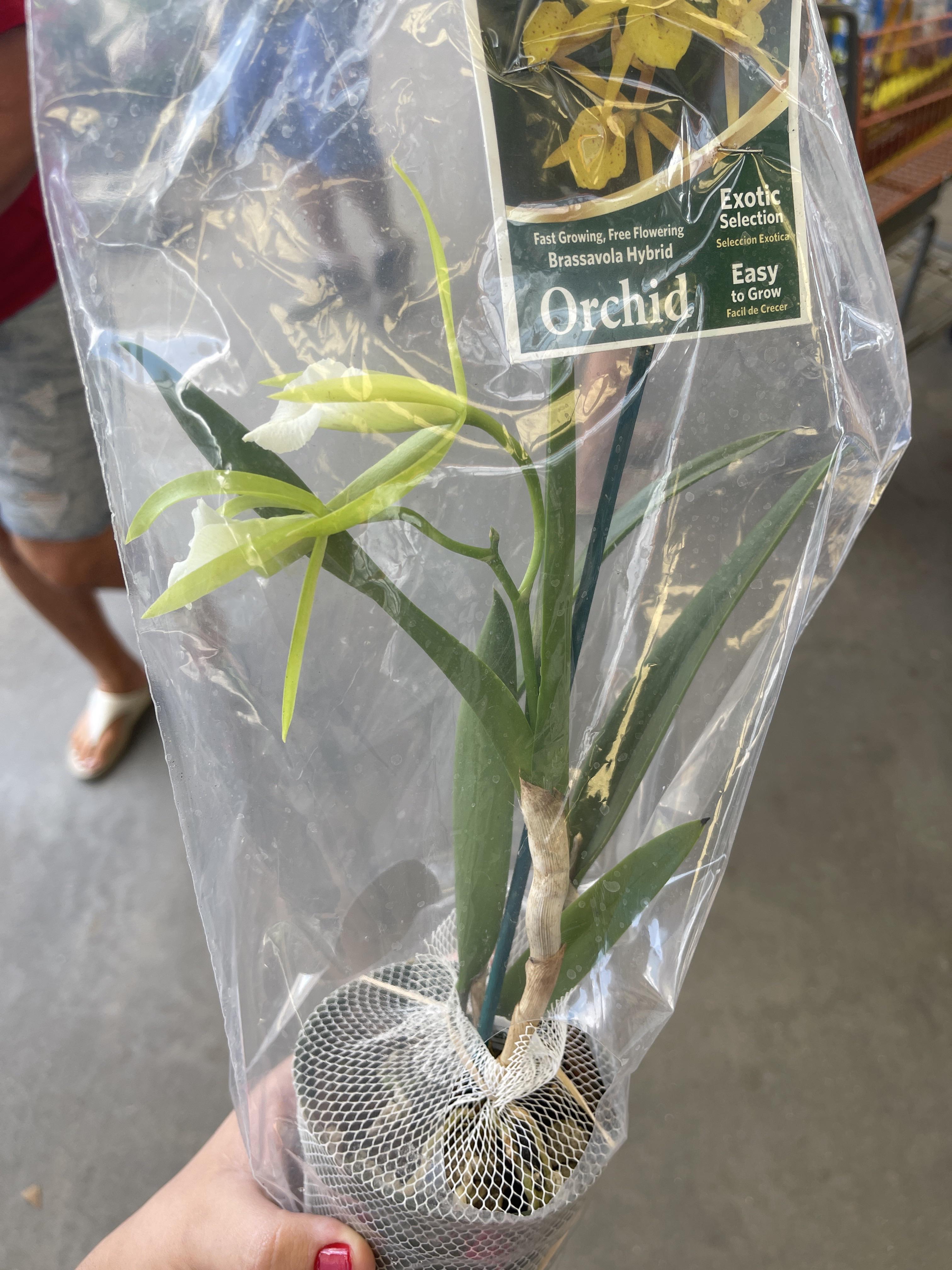 Baggy baby??? 😳 r/orchids