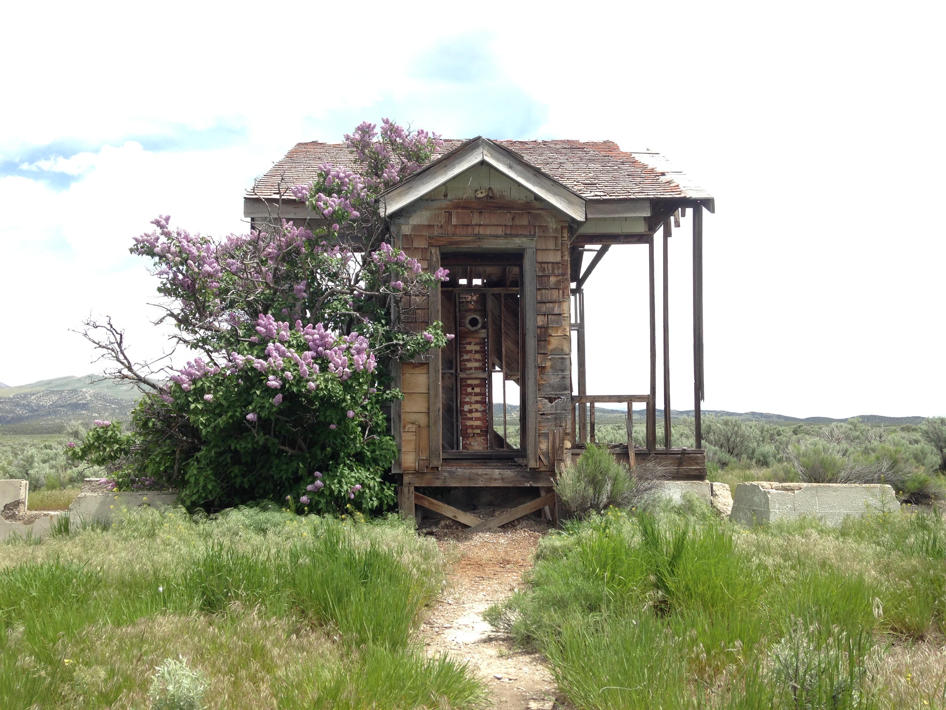 Abandoned schoolhouse in Southern Idaho with blossoming lilac that has