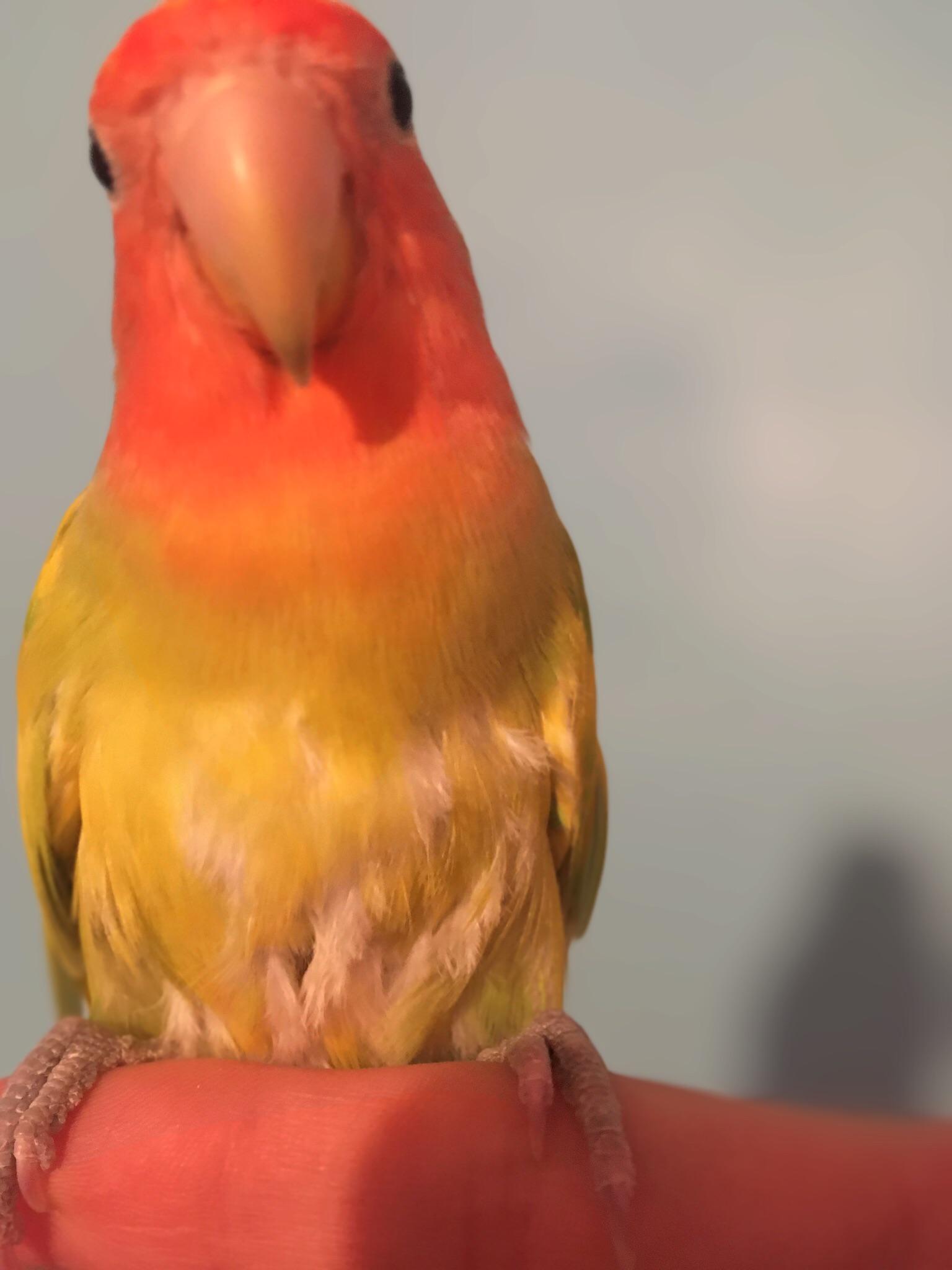 Is it normal that my lovebirds lower belly is losing feathers and growing them out like this