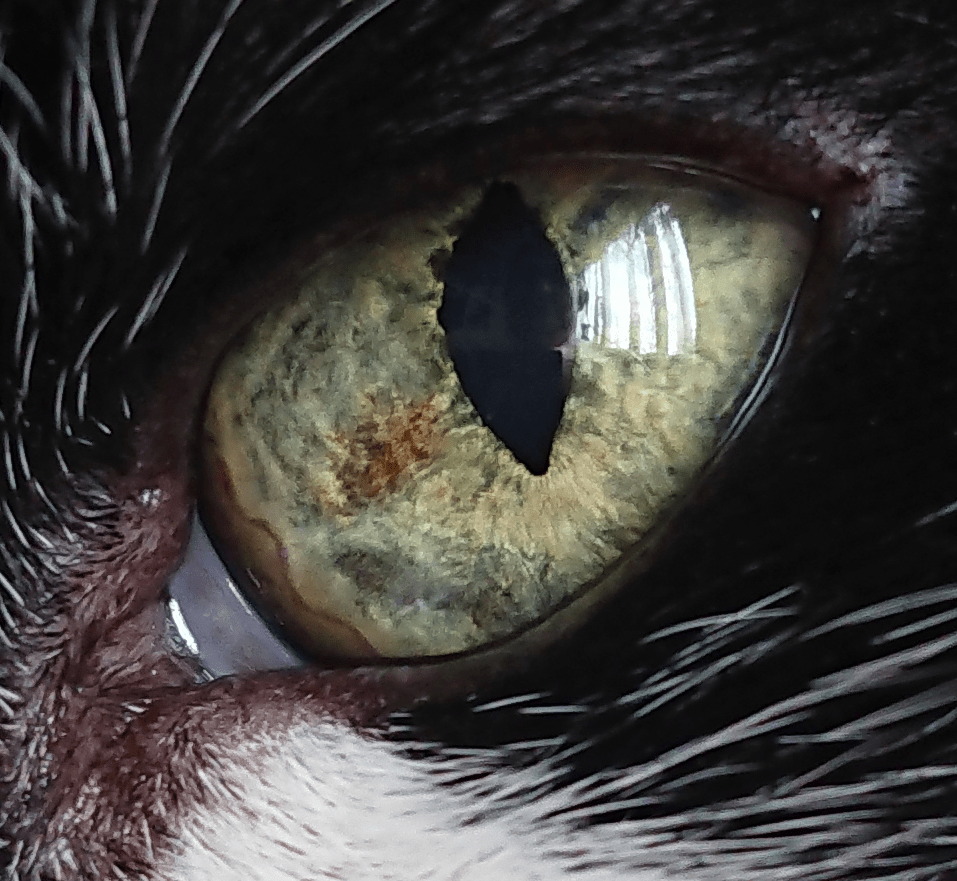 My cats eye looks like whirling coloured smoke r/mildlyinteresting