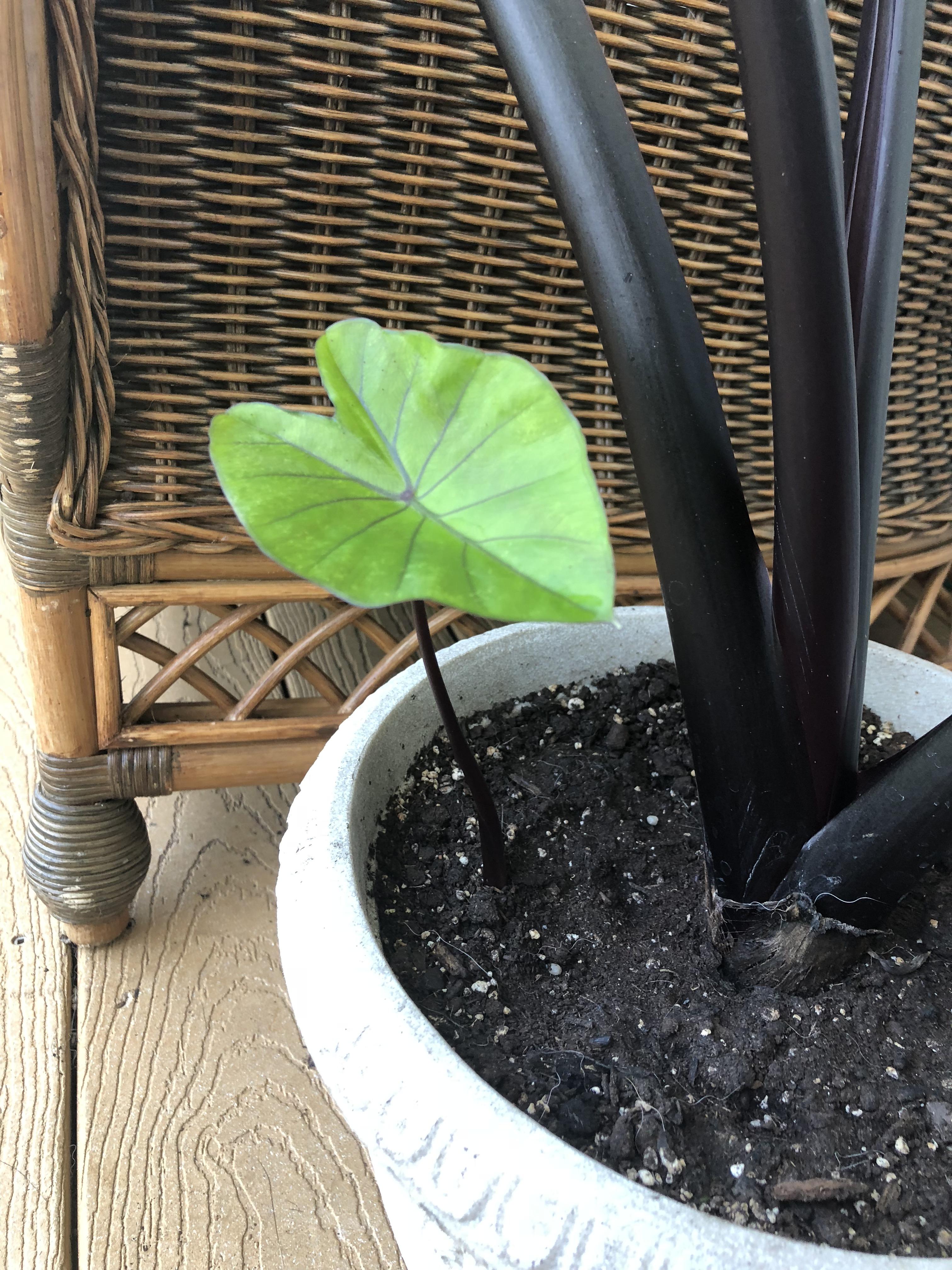 My elephant ear had a baby and I’m in love!!! If I want to repot it