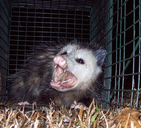 Found this cat in my fridge. It doesn't have a tag but he only eats