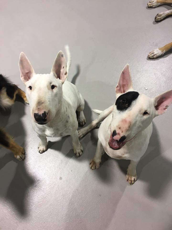 Happy dogs at daycare! aww