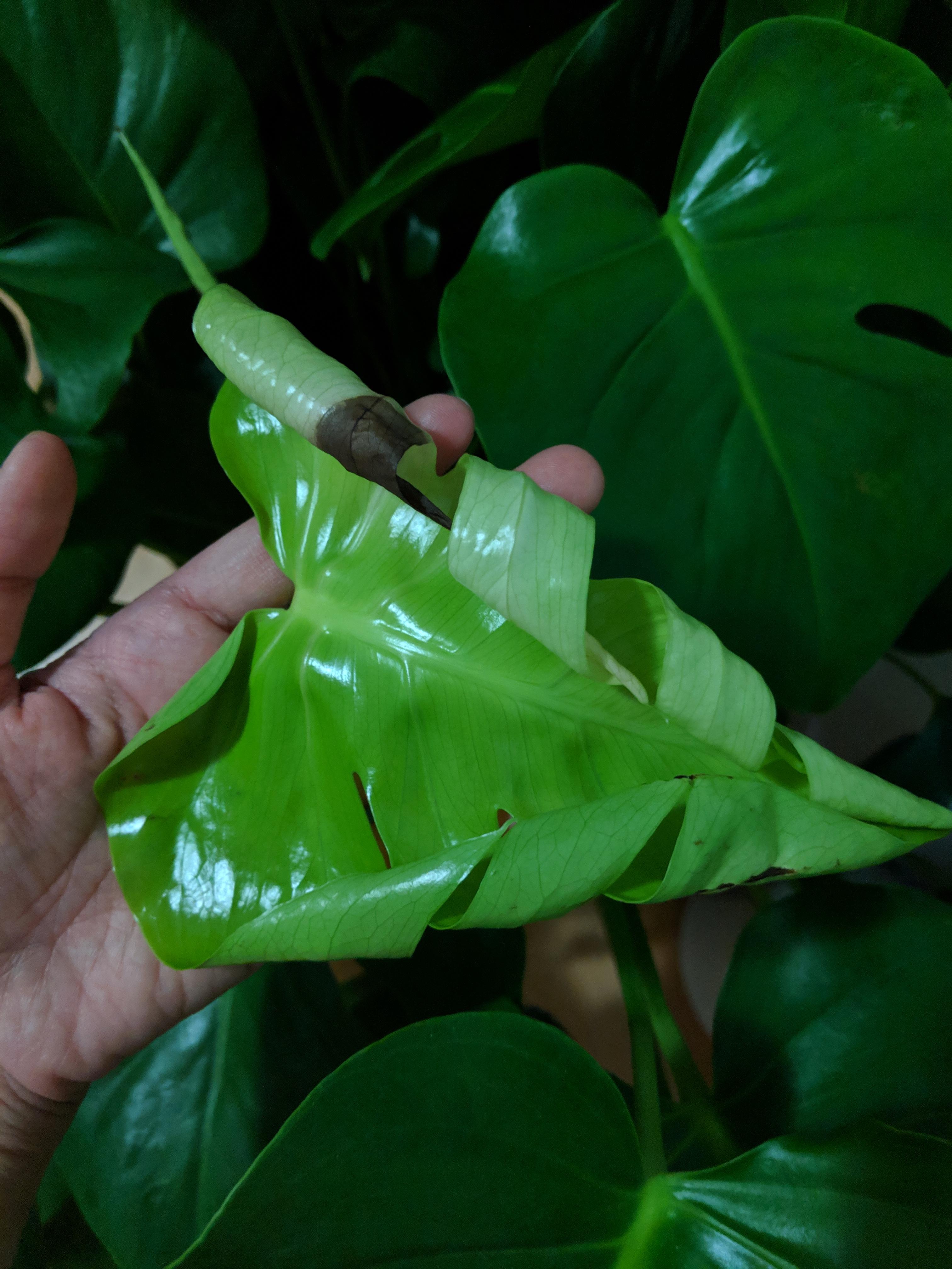 Help! Leaves of my plant are browning! Monstera