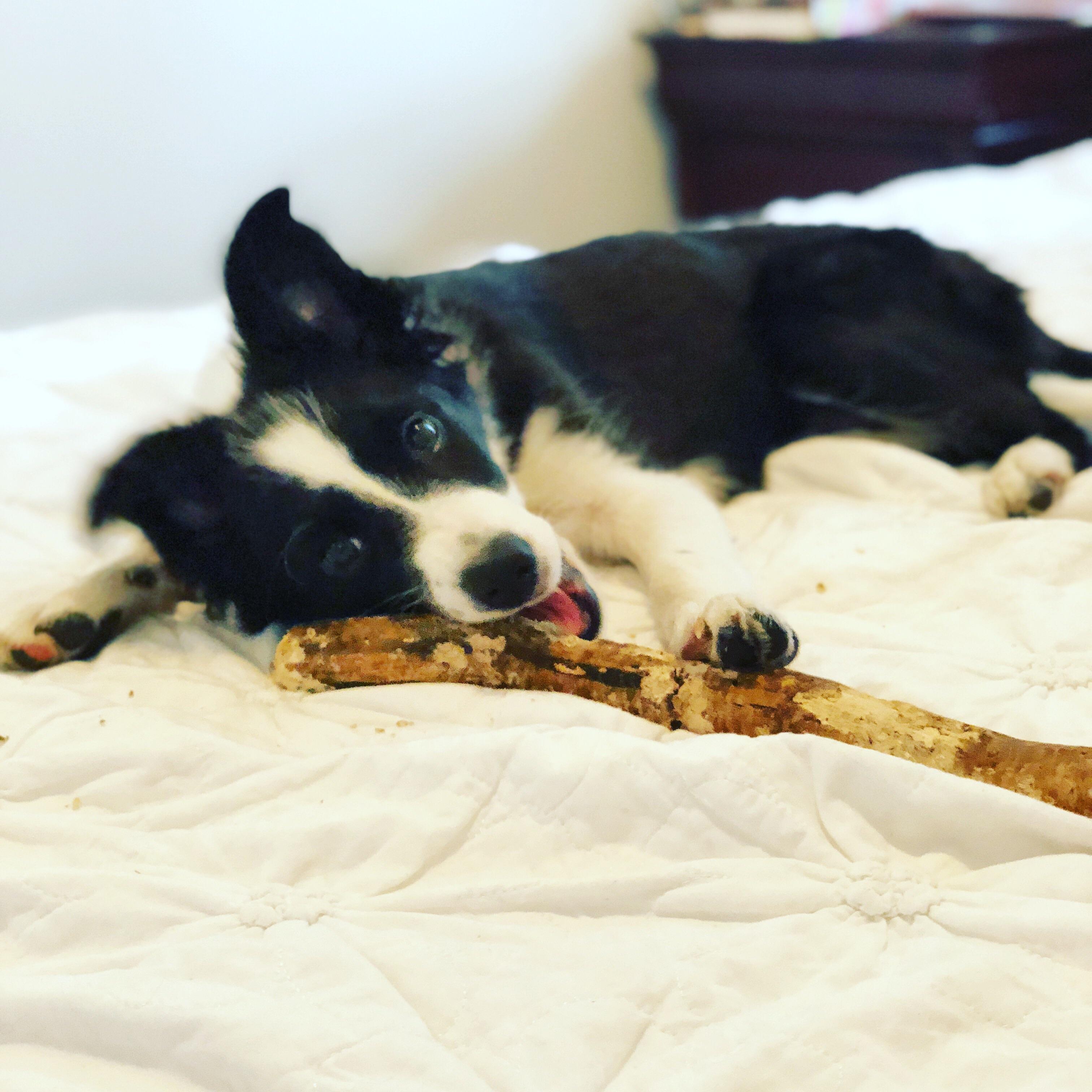 There goes my clean bedding r/BorderCollie