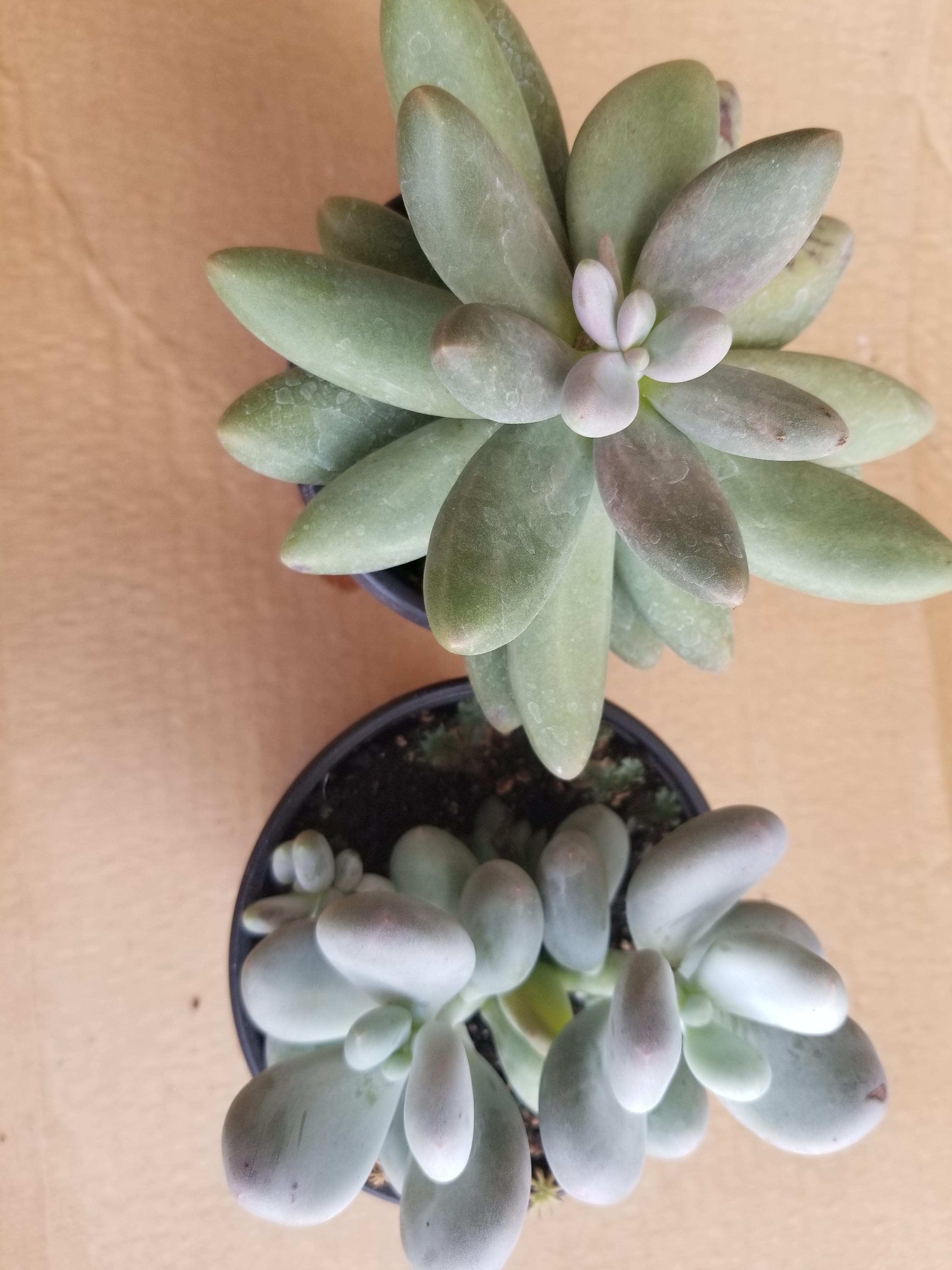 What types of succys are these? They so plump n thicc! The