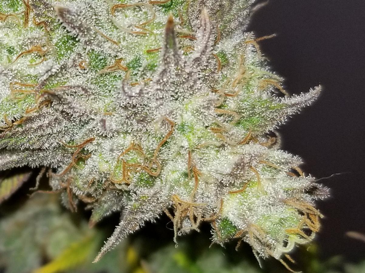 Frosted tips r/cannabiscultivation
