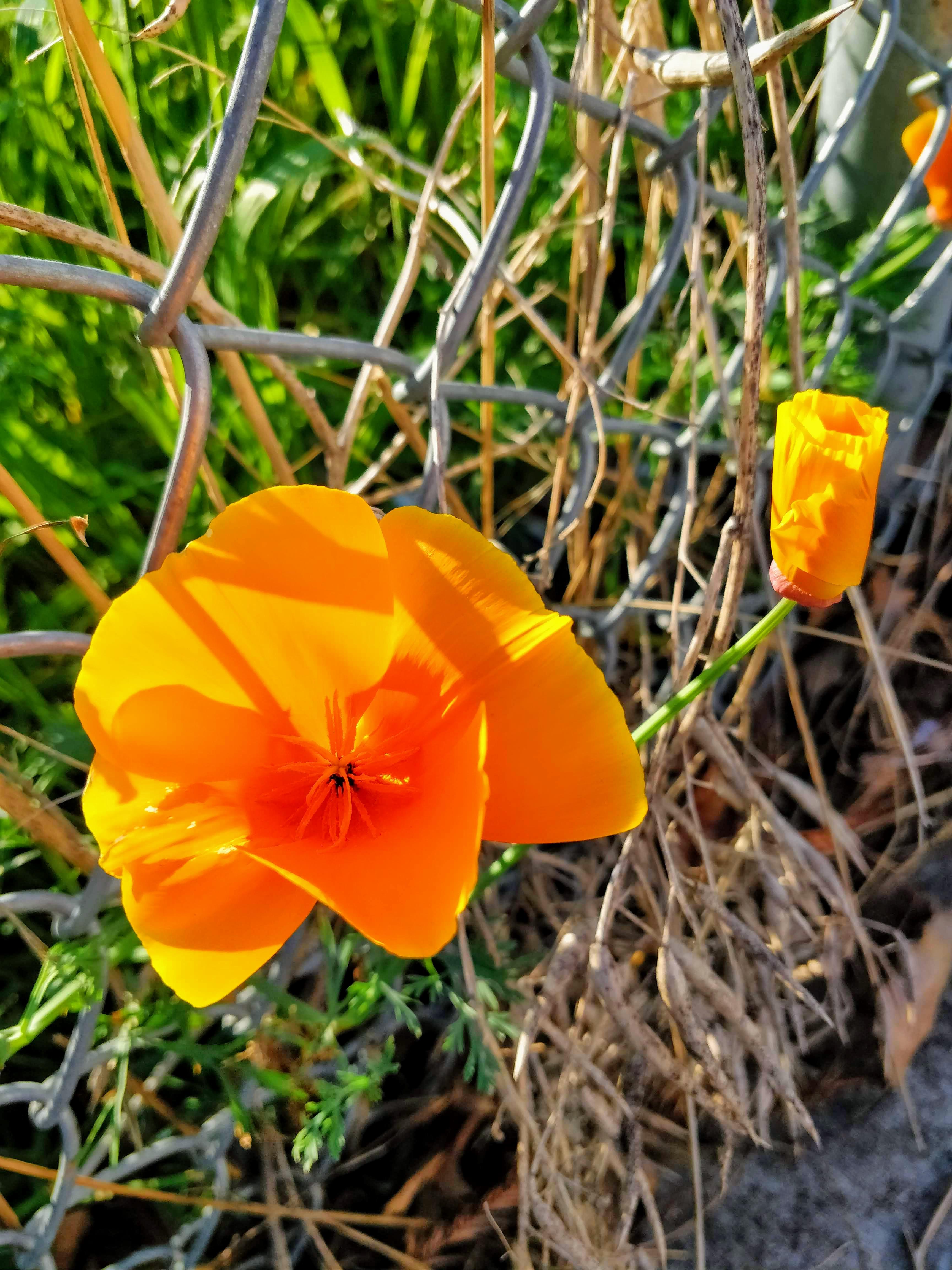 California poppy r/California