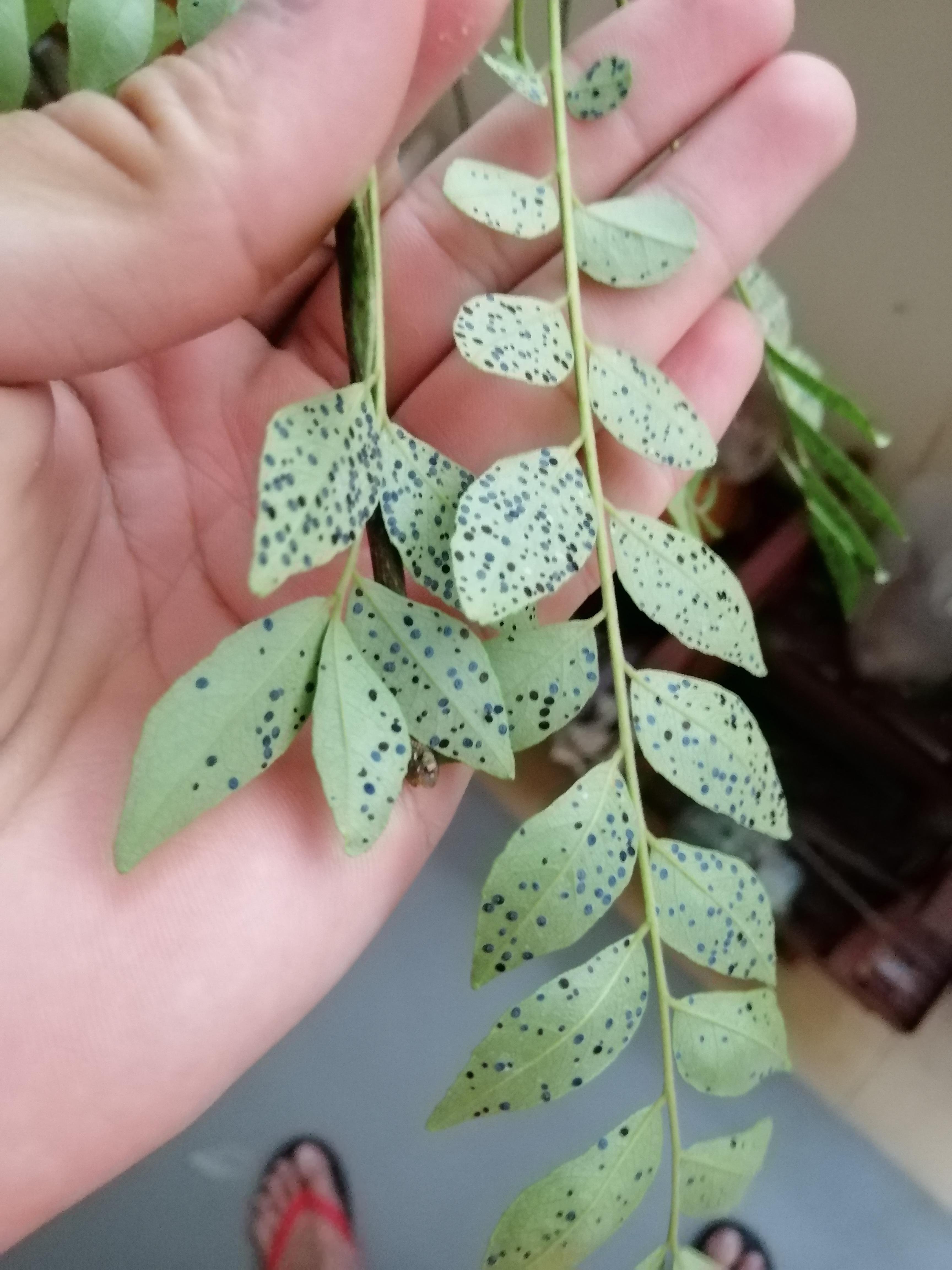 Help! I'm not sure what my curry leaves is suffering from and how to