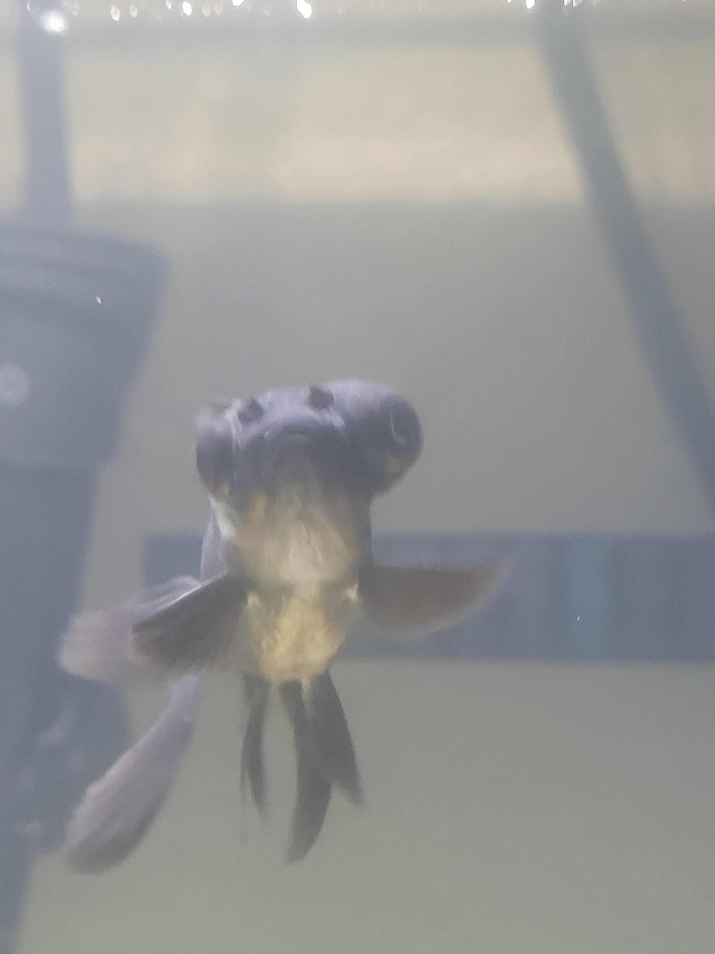 134 best Black Moor images on Pholder Goldfish, Aquariums and