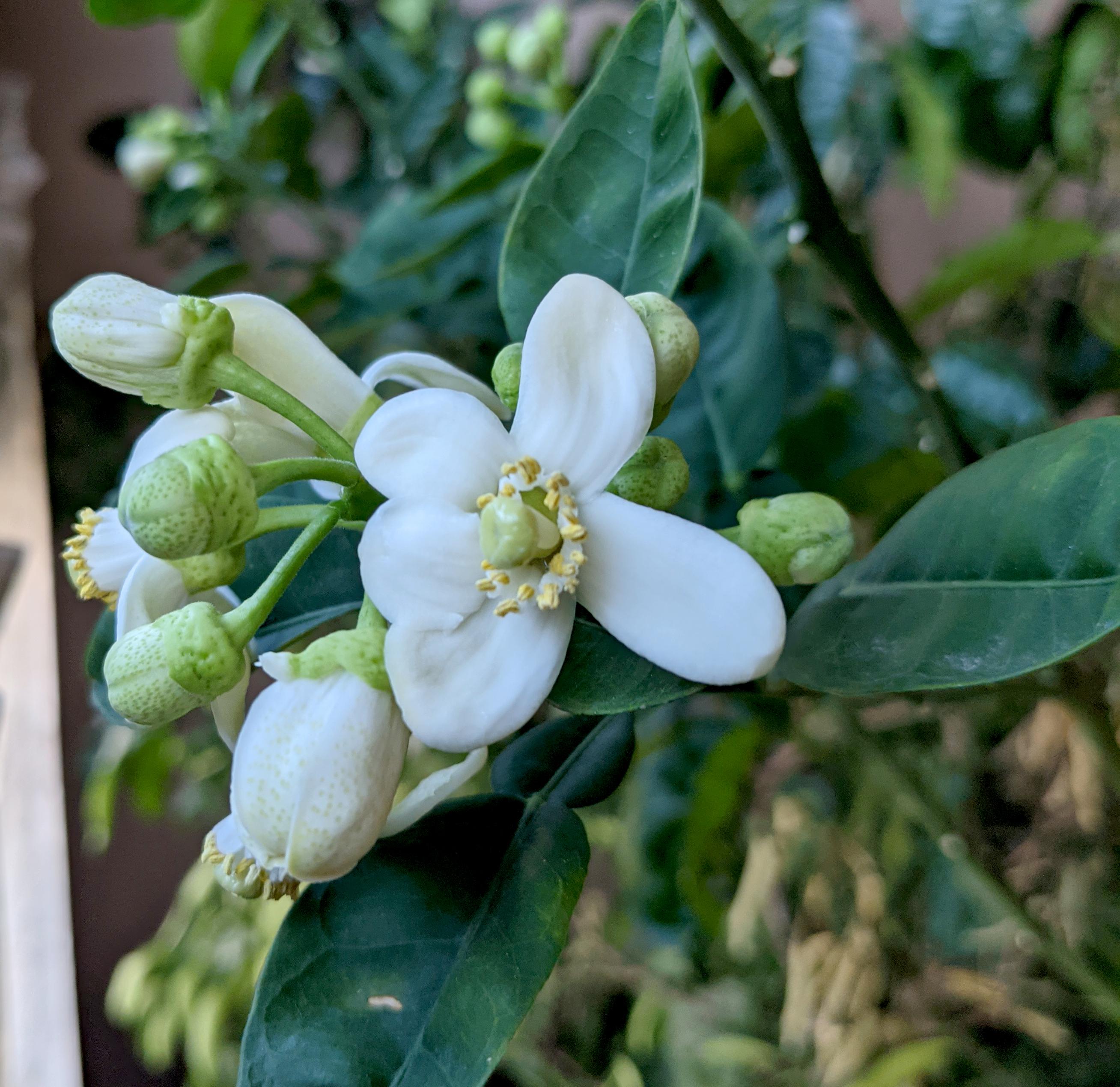 20 yr old potted pomelo/'Citrus maxima' blooming for the first time r