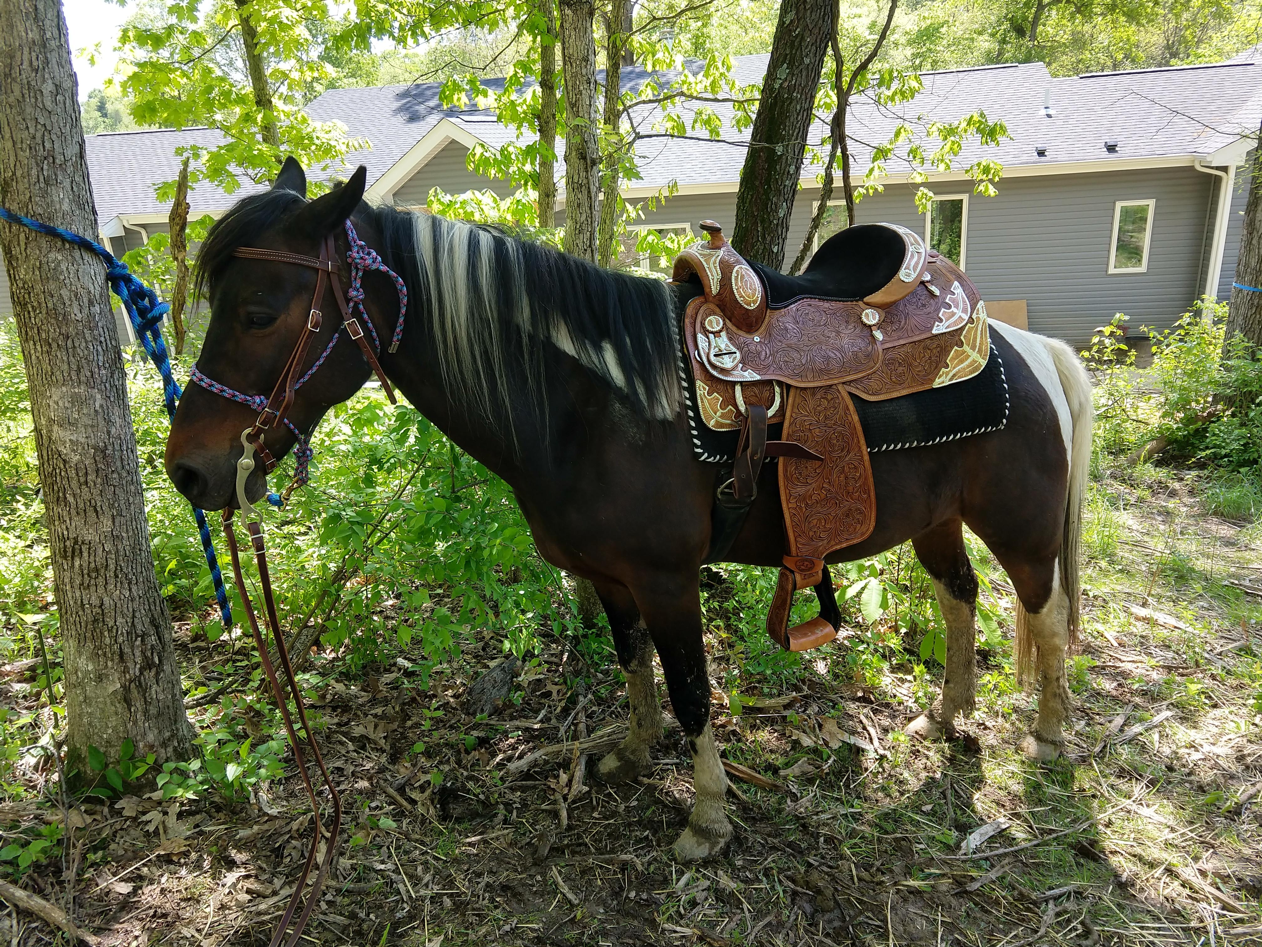 Rode my own horse for the first time. After a lot of work we have them