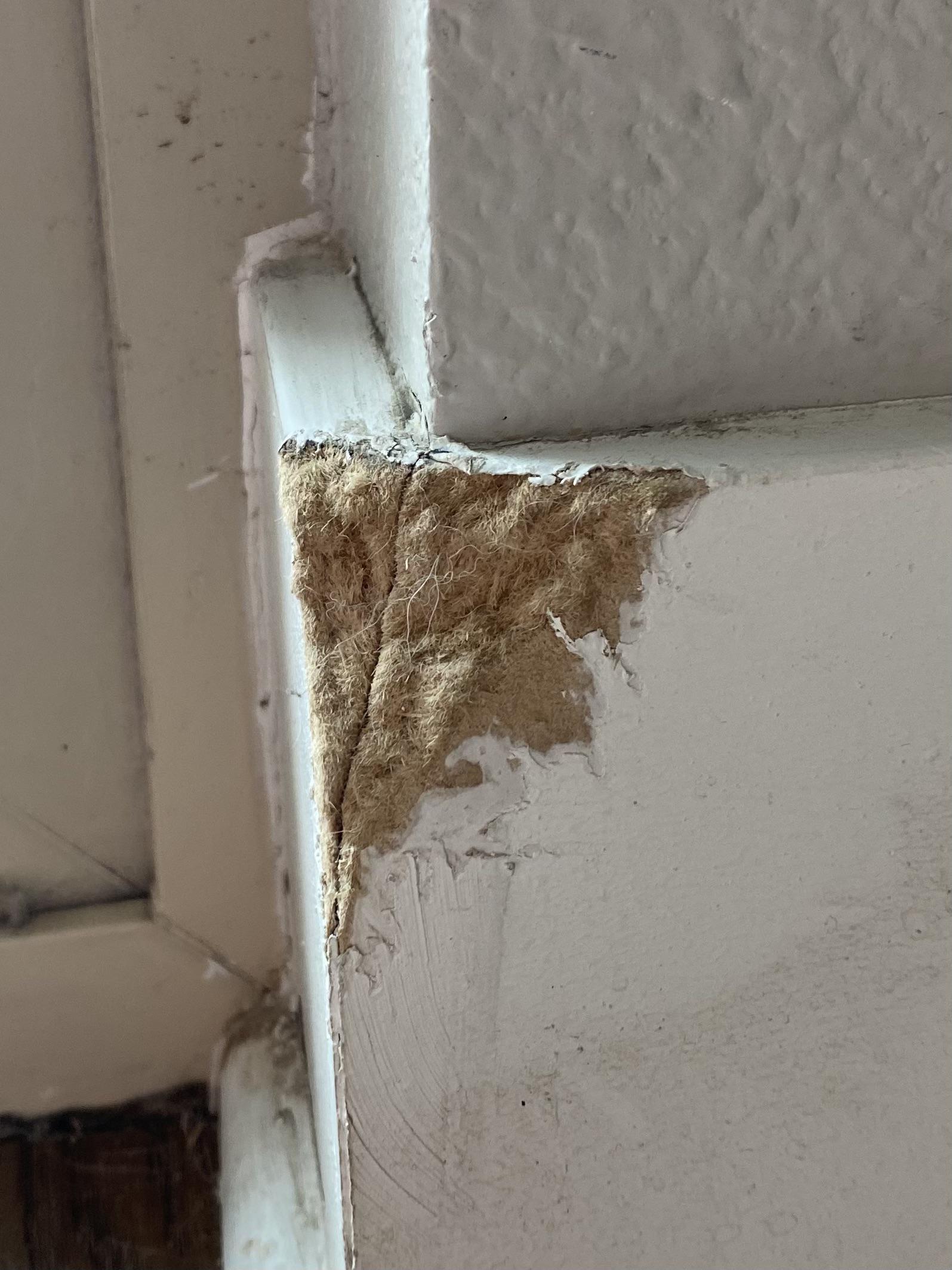 How can I fix this chewed corner of molding? Just for an apartment r