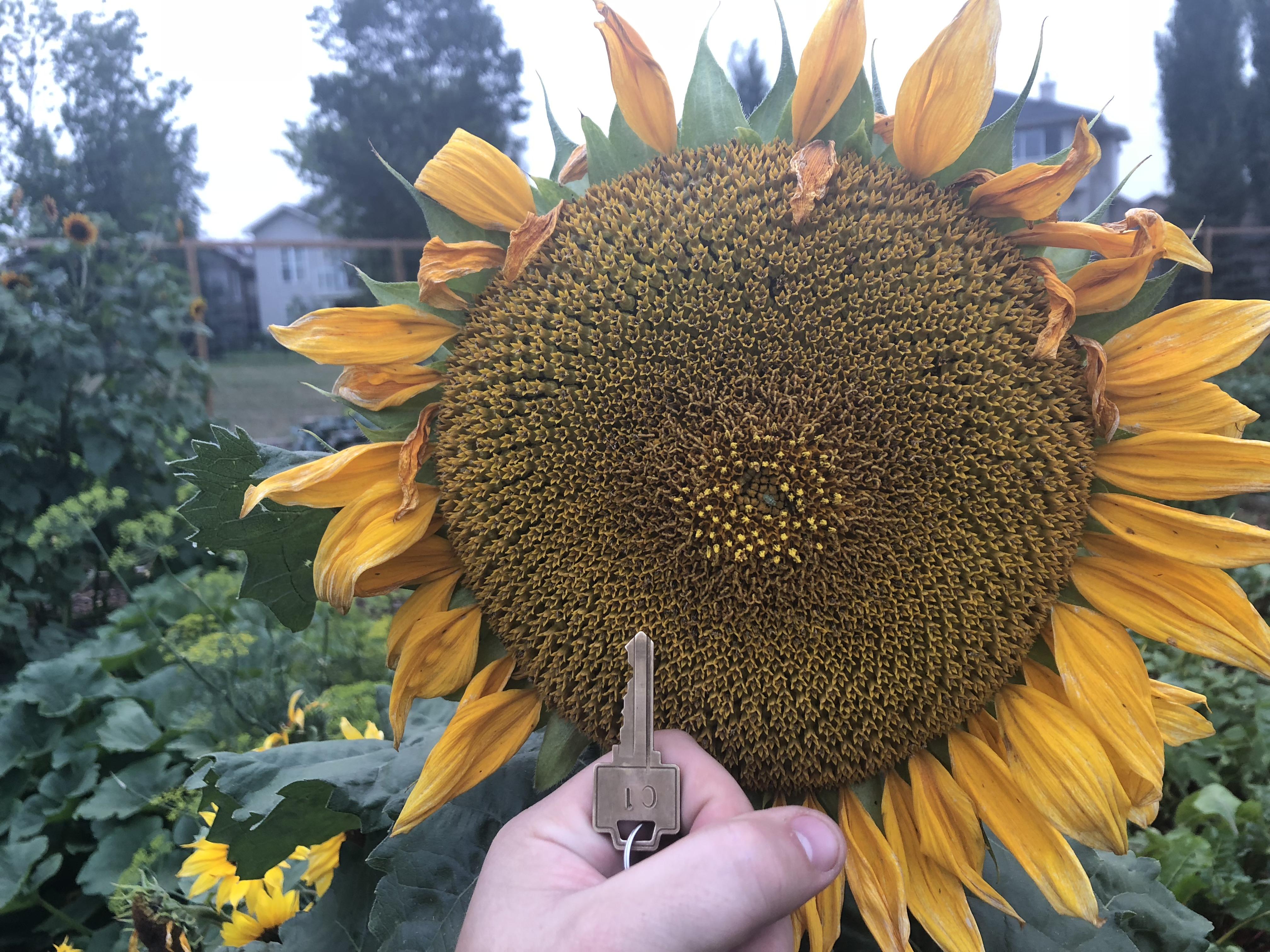 This giant sunflower. Key for scale r/mildlyinteresting