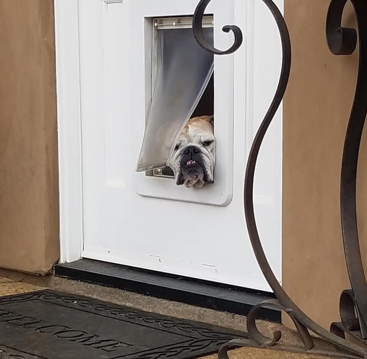 Can’t quite figure out the doggy door yet. r/aww