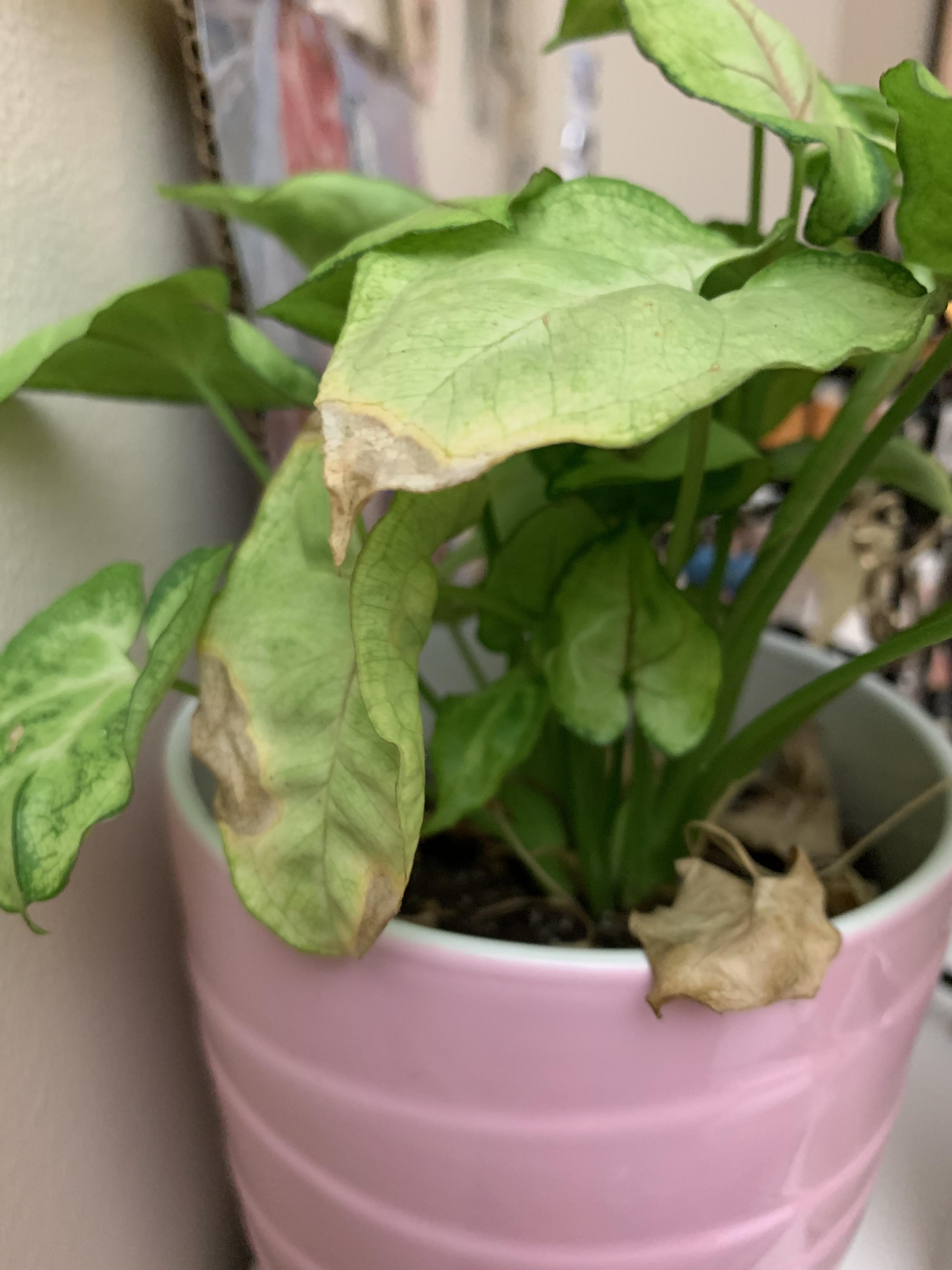 Leaves on my Syngonium “Berry Allusion” keep turning brown and drying ) More in comments r