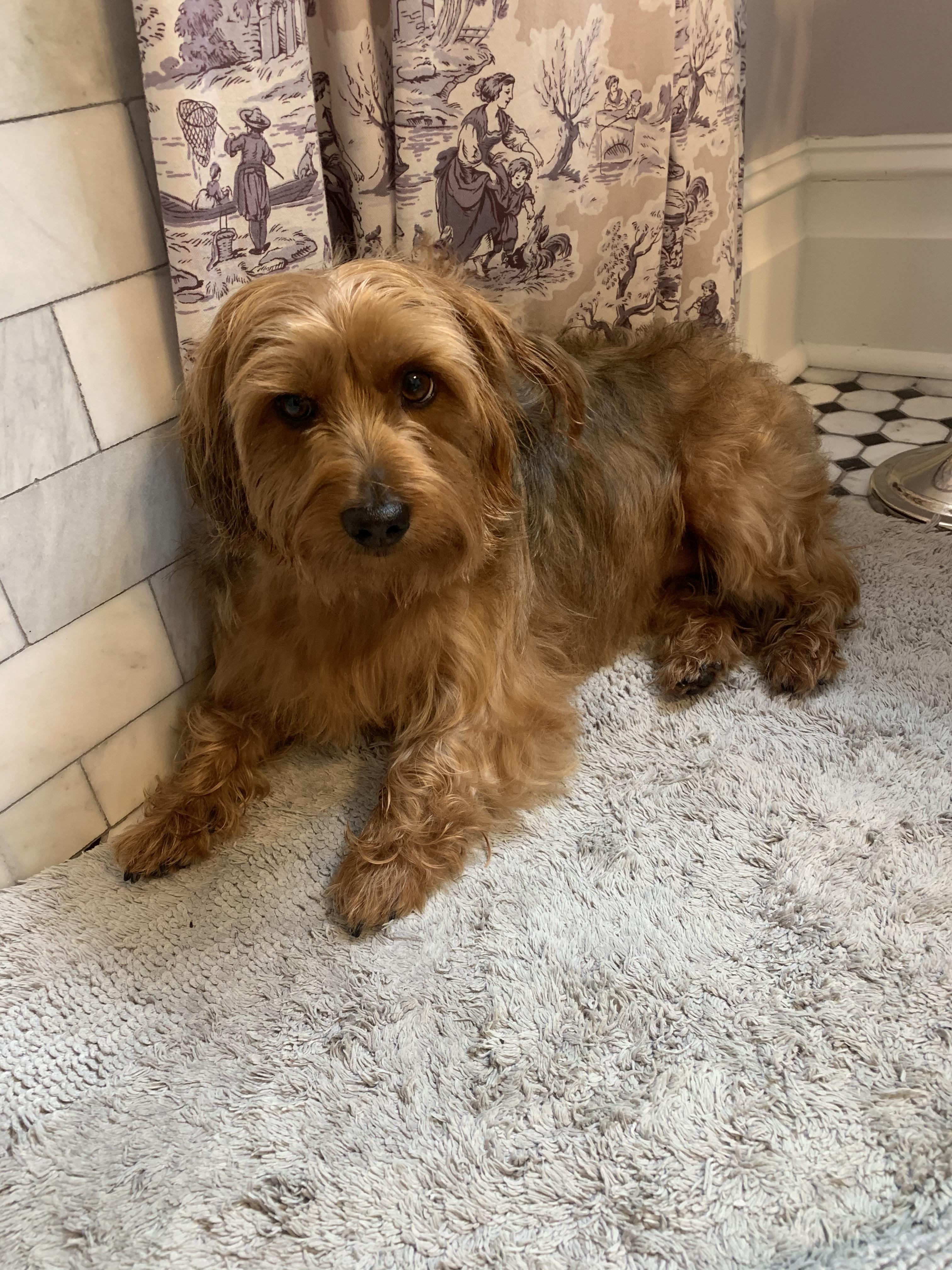 Anyone else have a giant yorkie? r/Yorkies