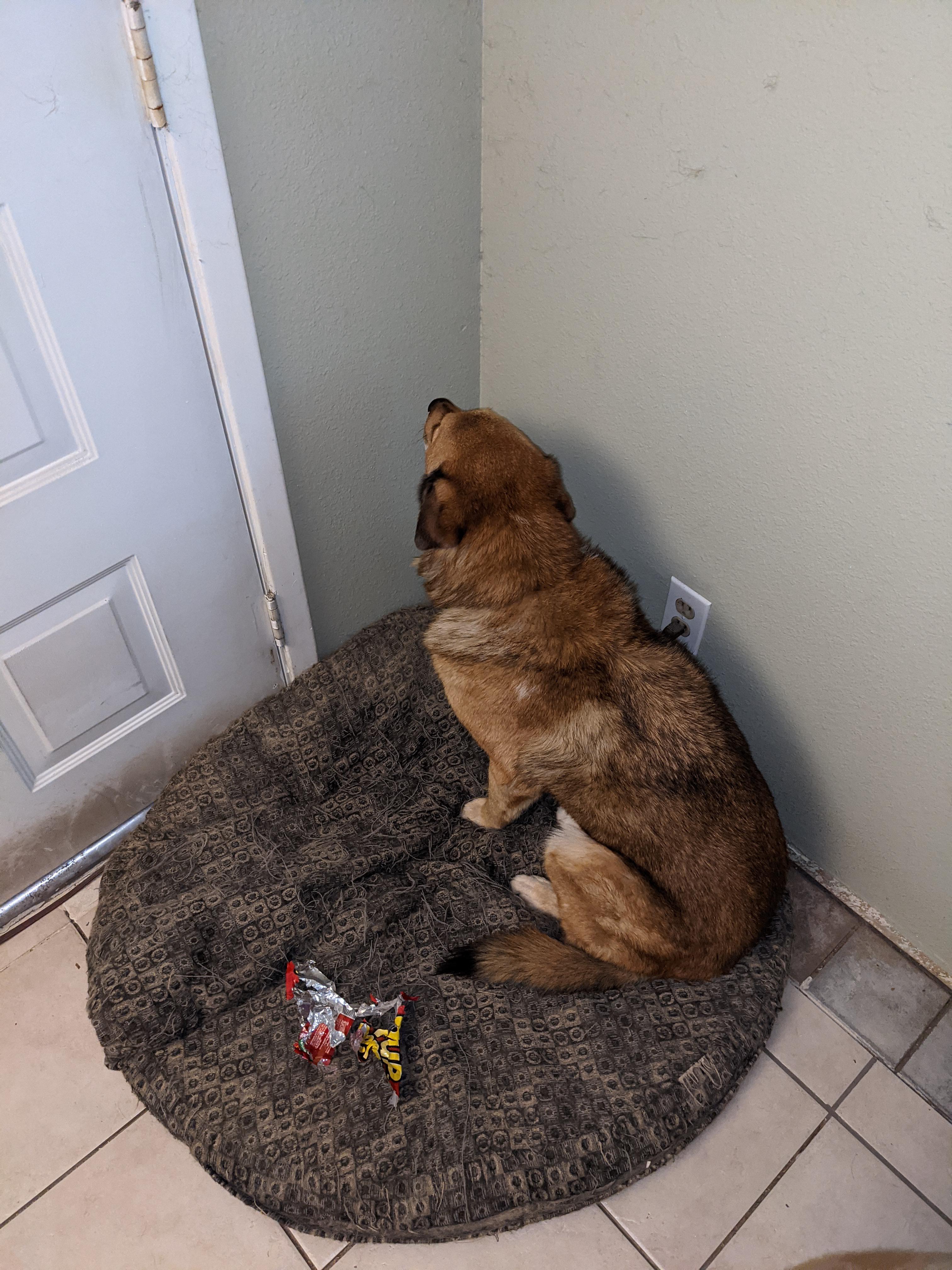 Who ate the entire bag of meat treats? r/GuiltyDogs